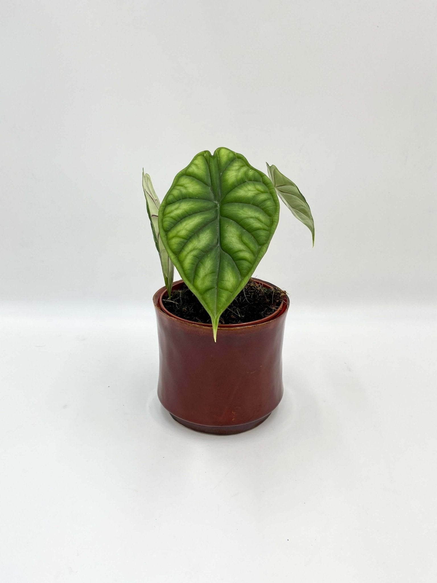 Alocasia Dragon Scale, Alocasia Baginda