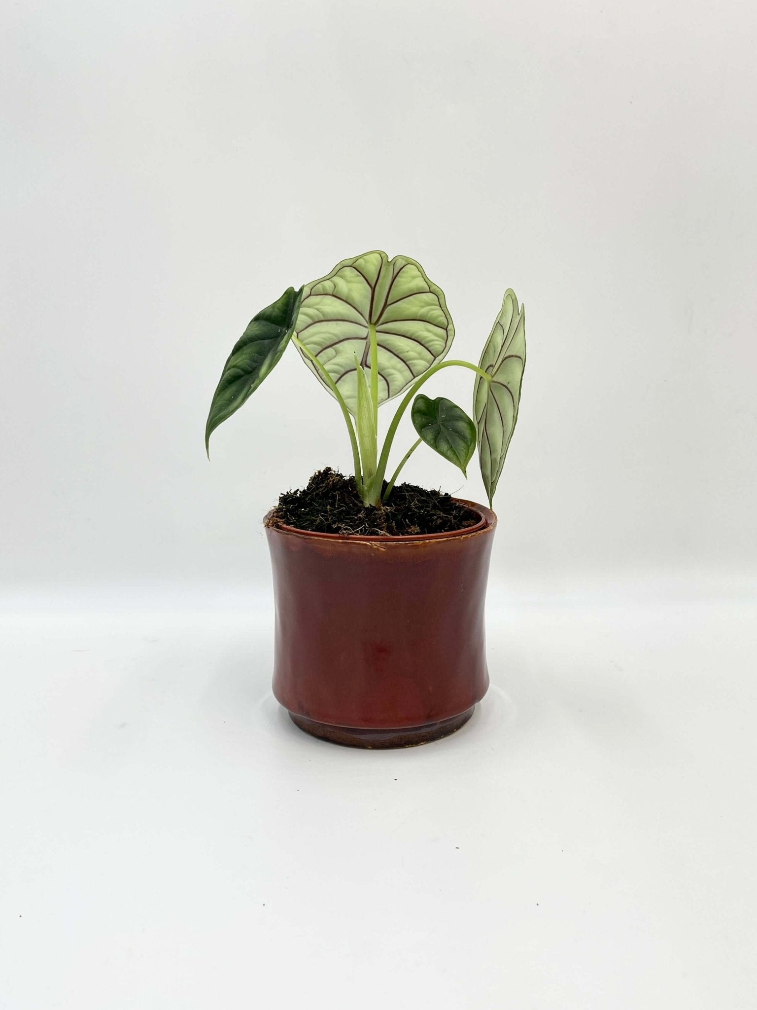 Alocasia Dragon Scale, Alocasia Baginda