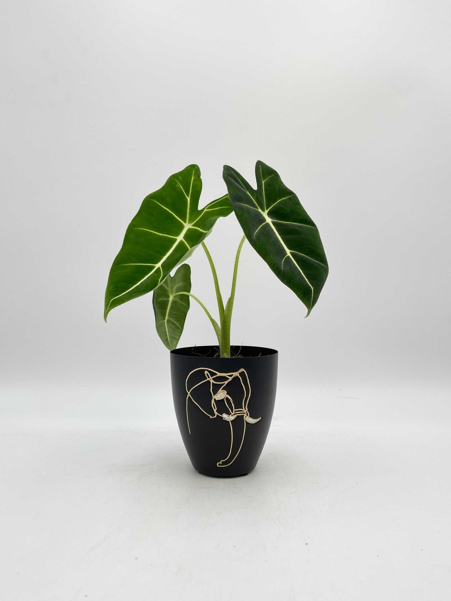 Alocasia Frydek Green Velvet rare indoor houseplant with velvety leaves and white veins