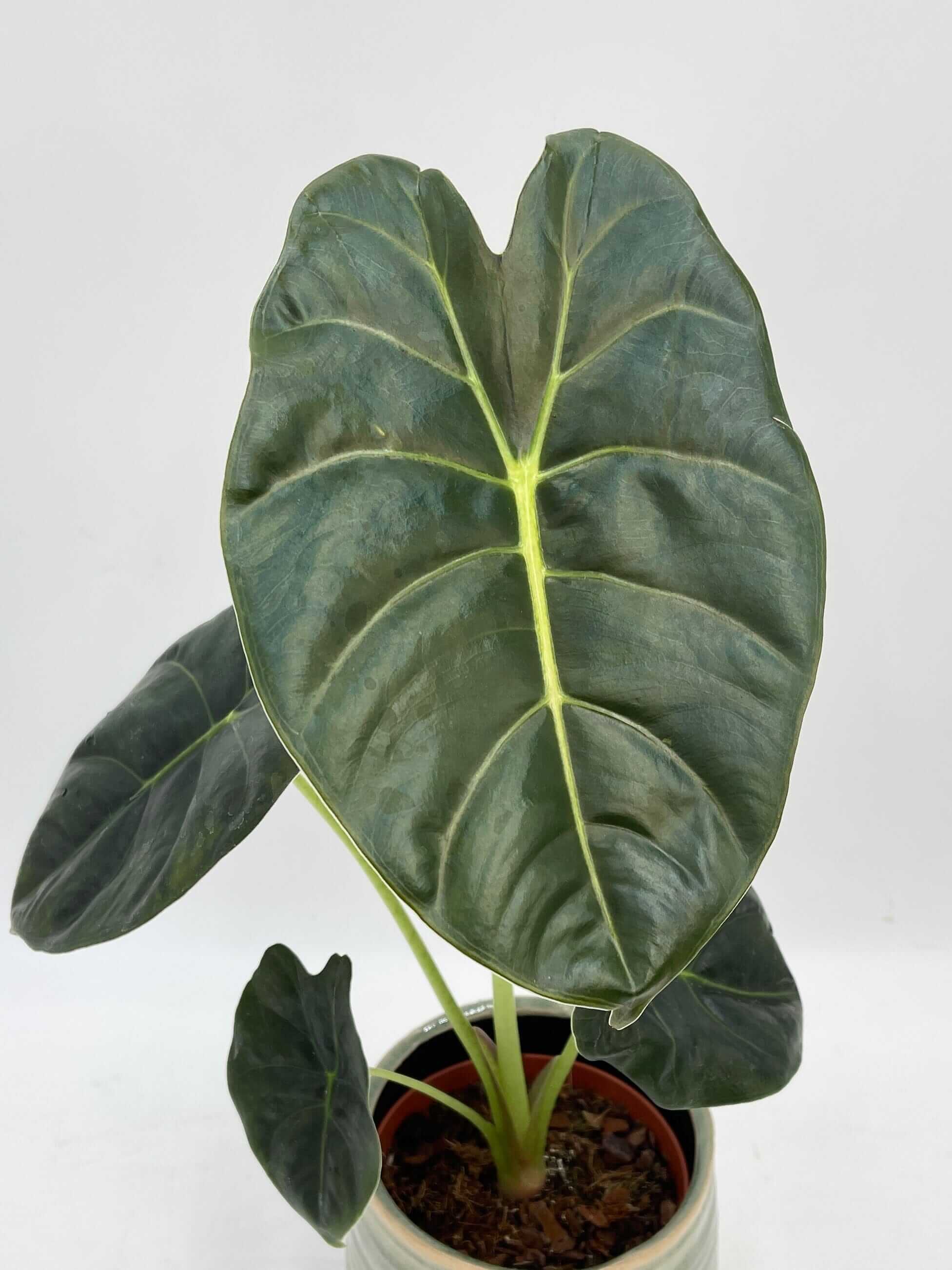 Alocasia Golden Bone