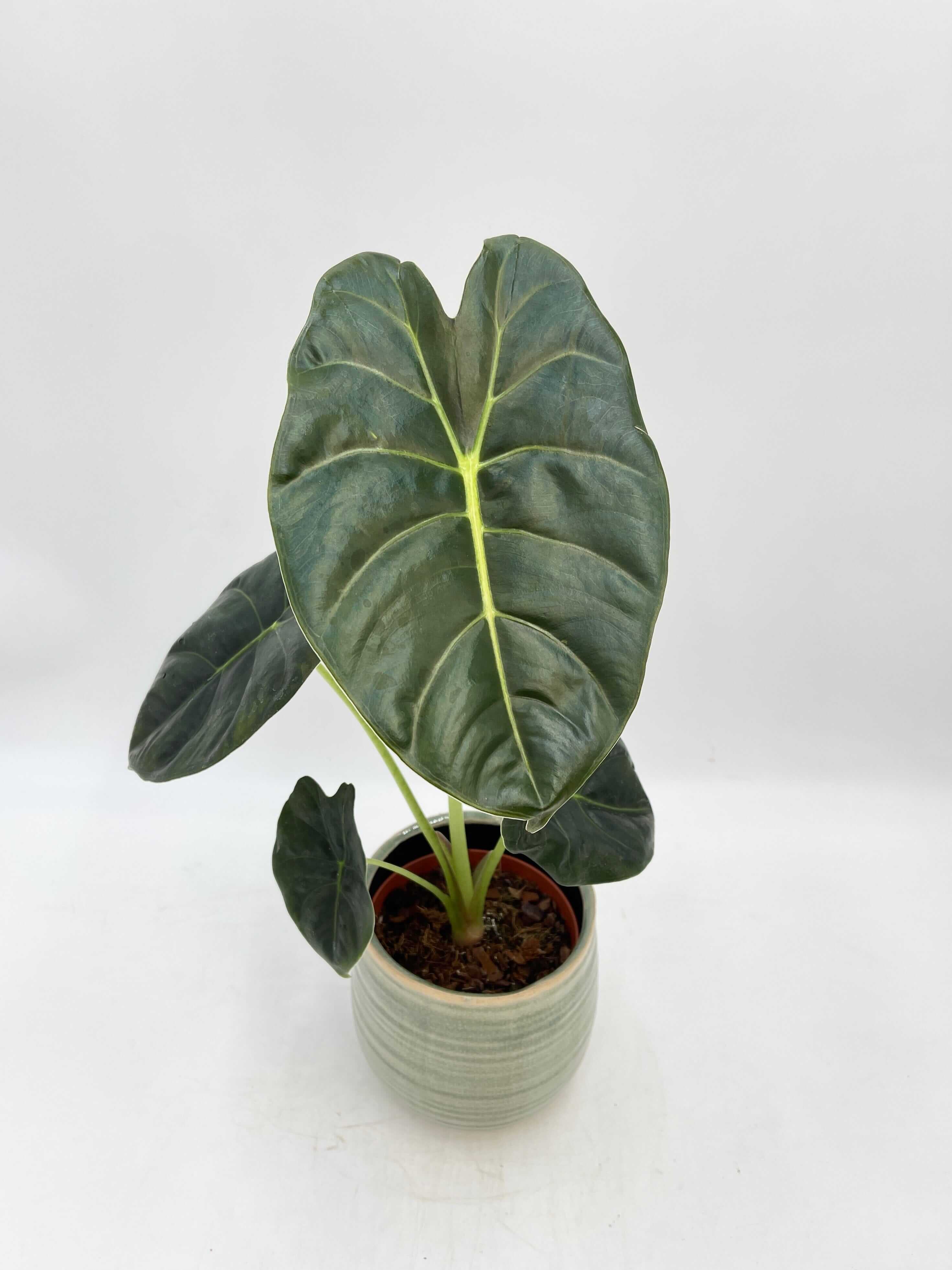 Alocasia Golden Bone