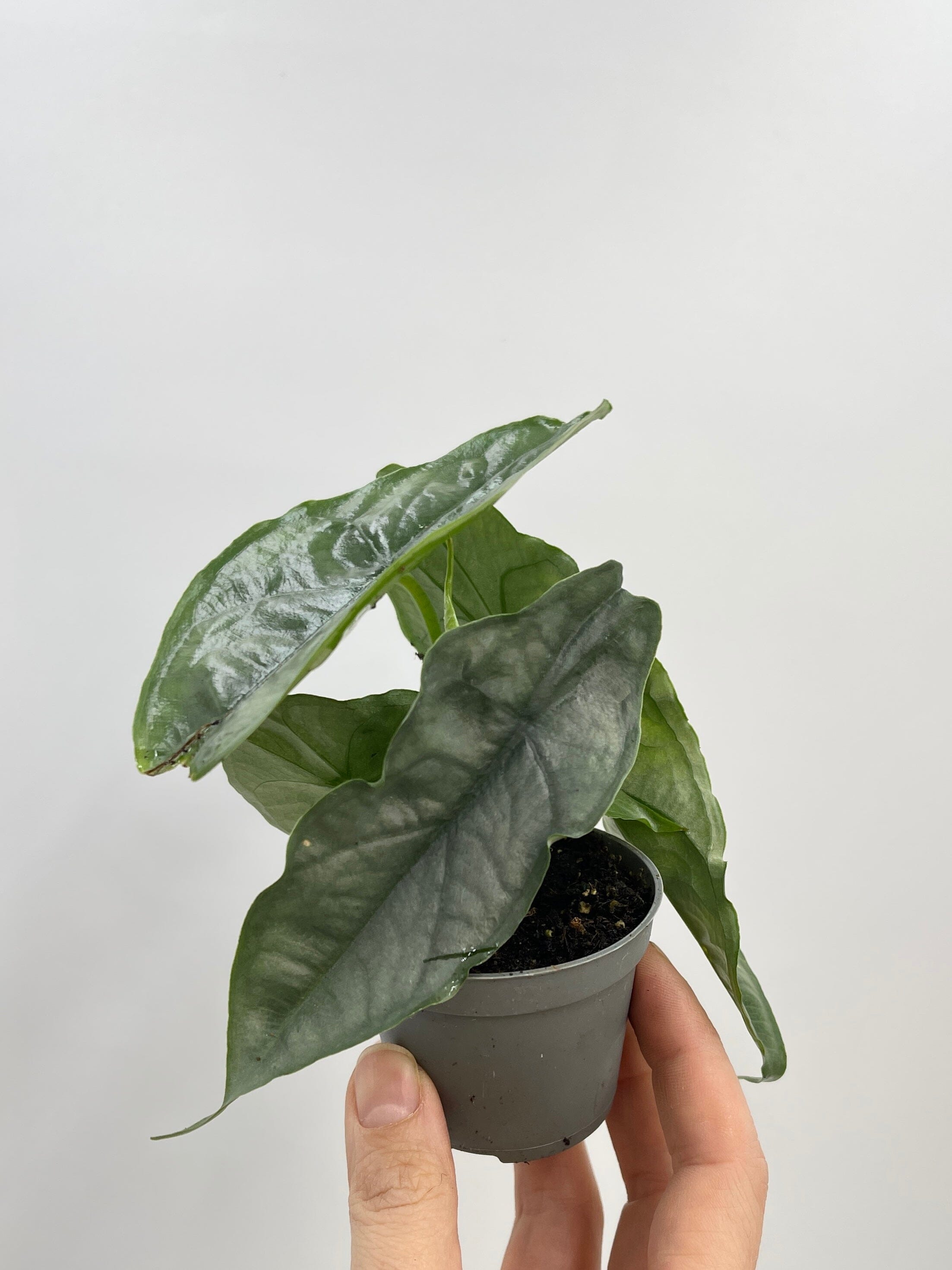 Alocasia heterophylla Dragon's Breath