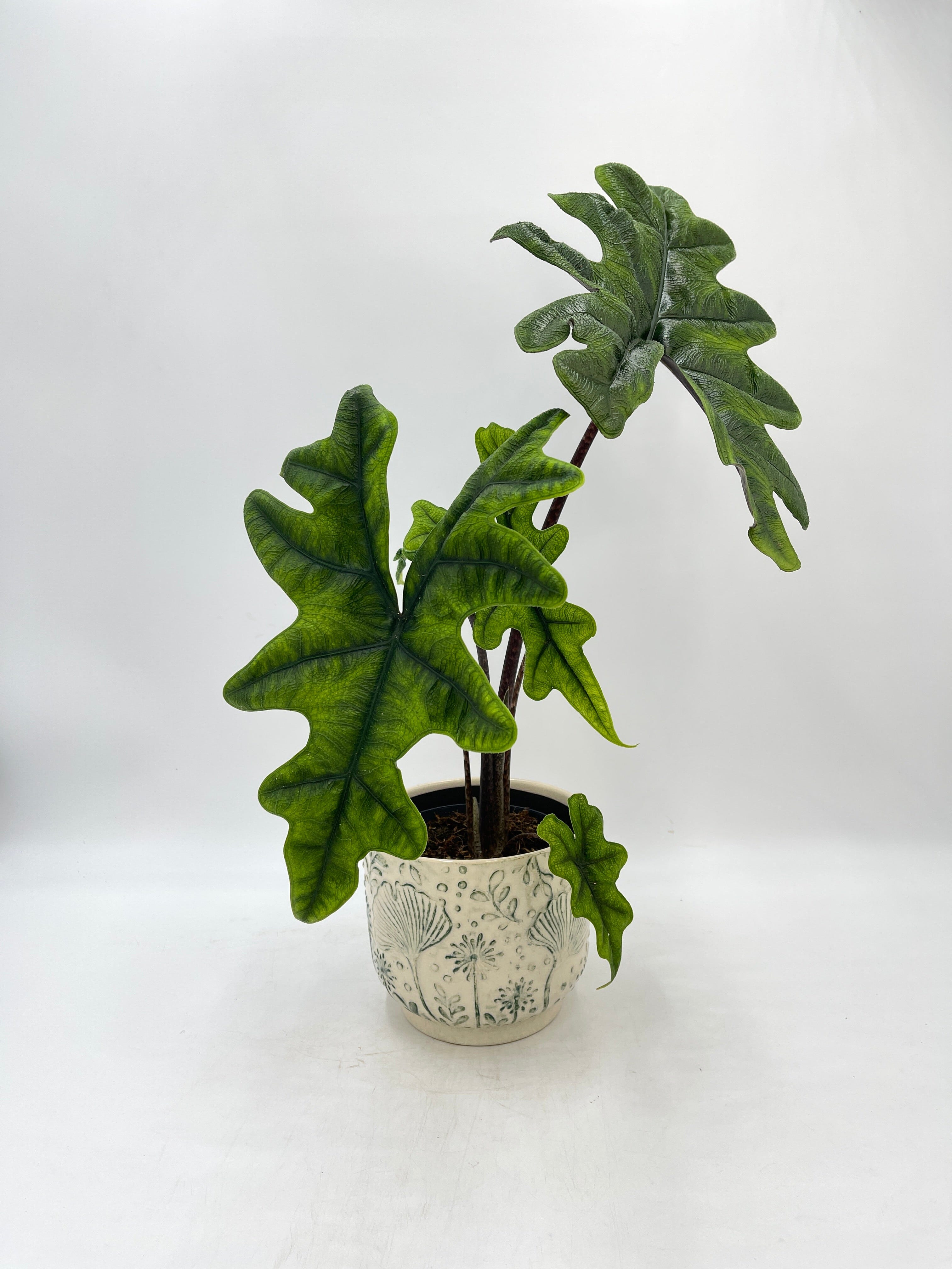 Alocasia Jacklyn