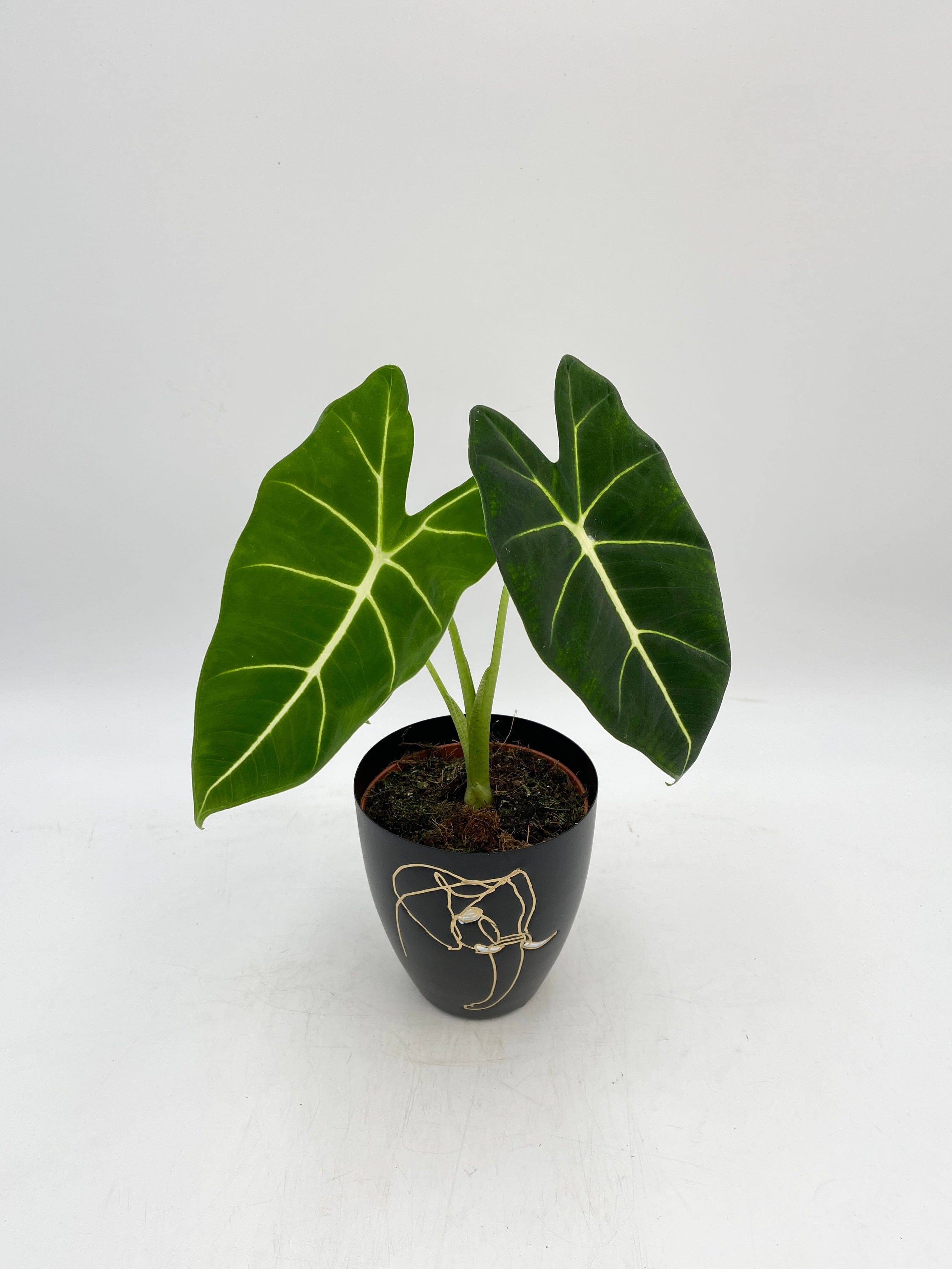 Alocasia Micholitziana Frydek, Green Velvet