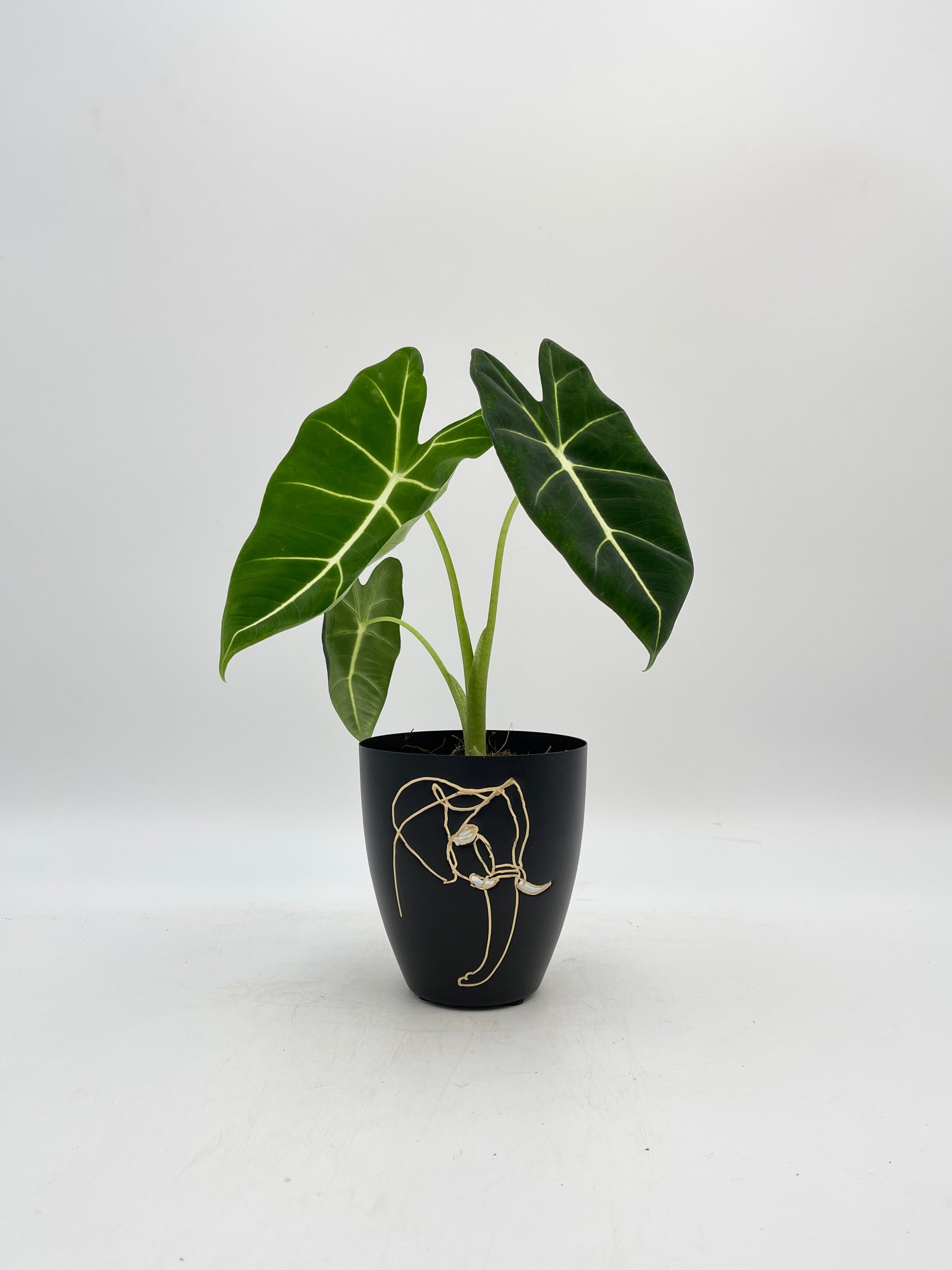 Alocasia Micholitziana Frydek, Green Velvet