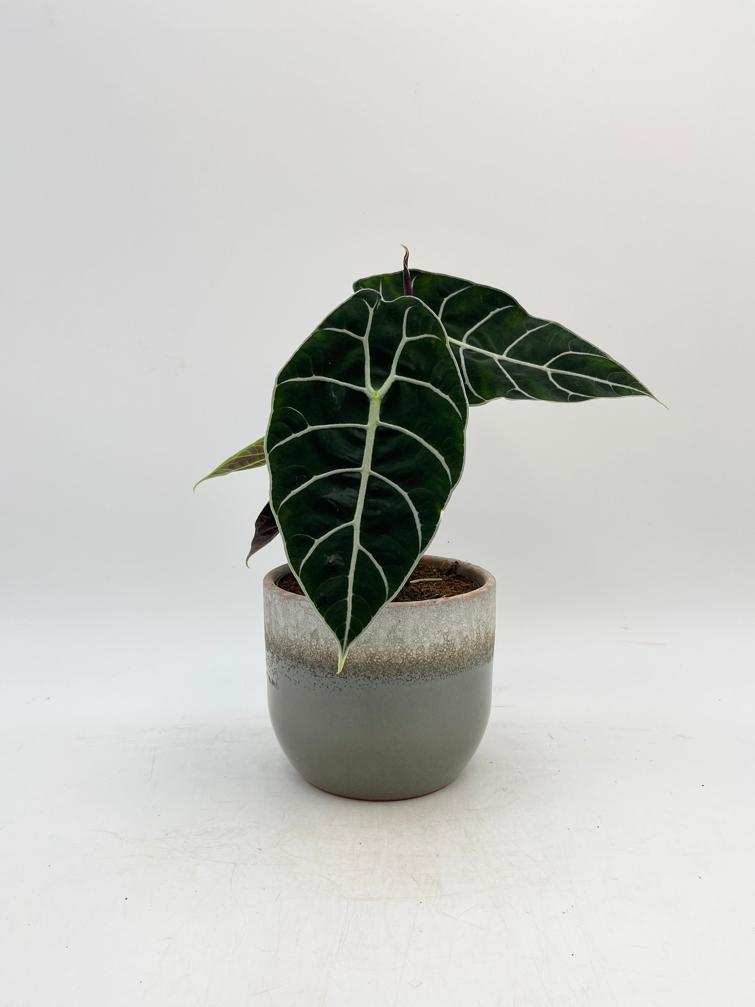 Alocasia Watsoniana