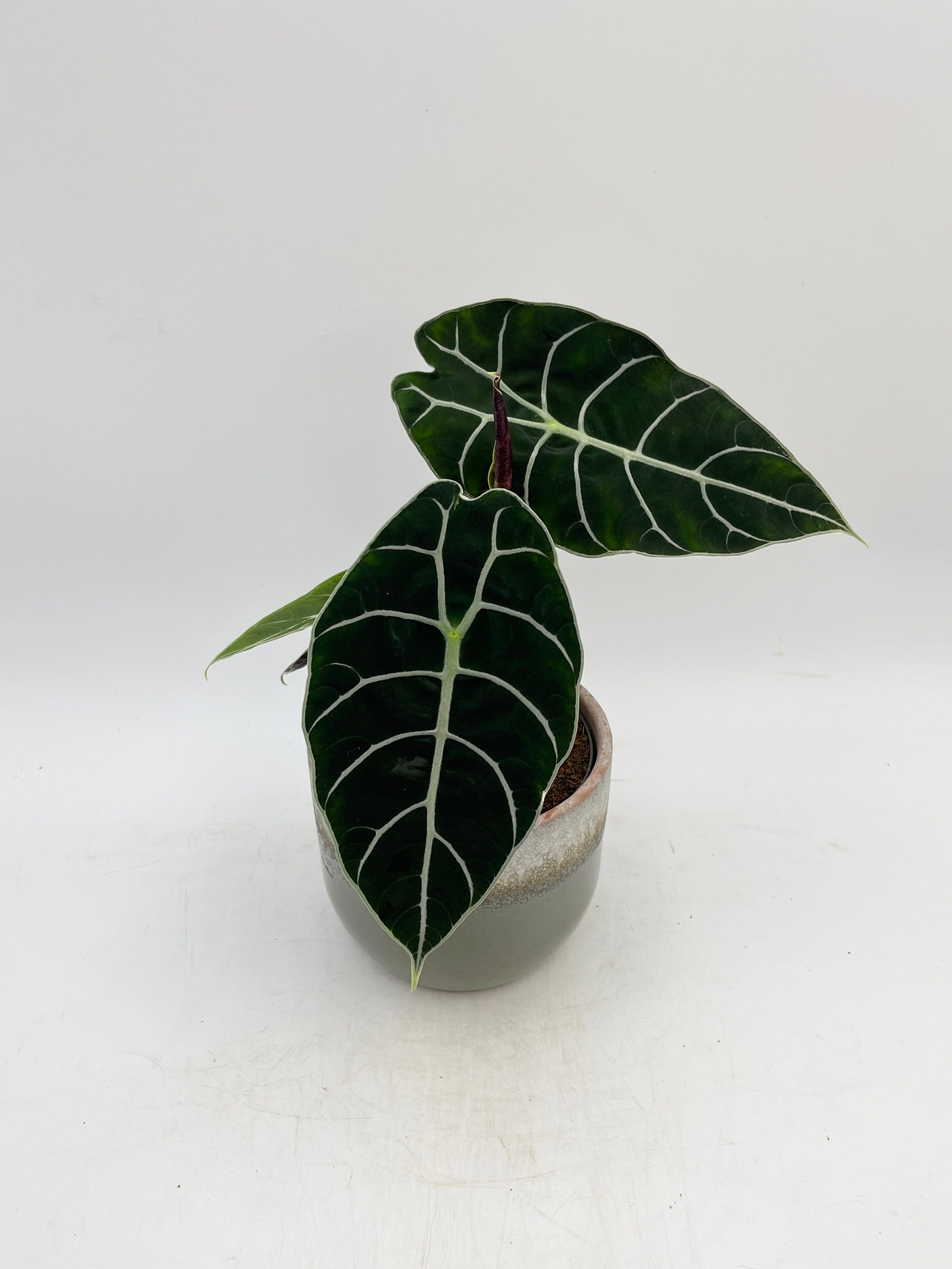 Alocasia Watsoniana