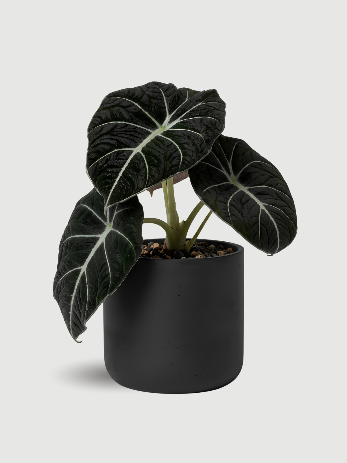 Alocasia Black Velvet, Alocasia Reginula, Rare Houseplant in Multiple Sizes