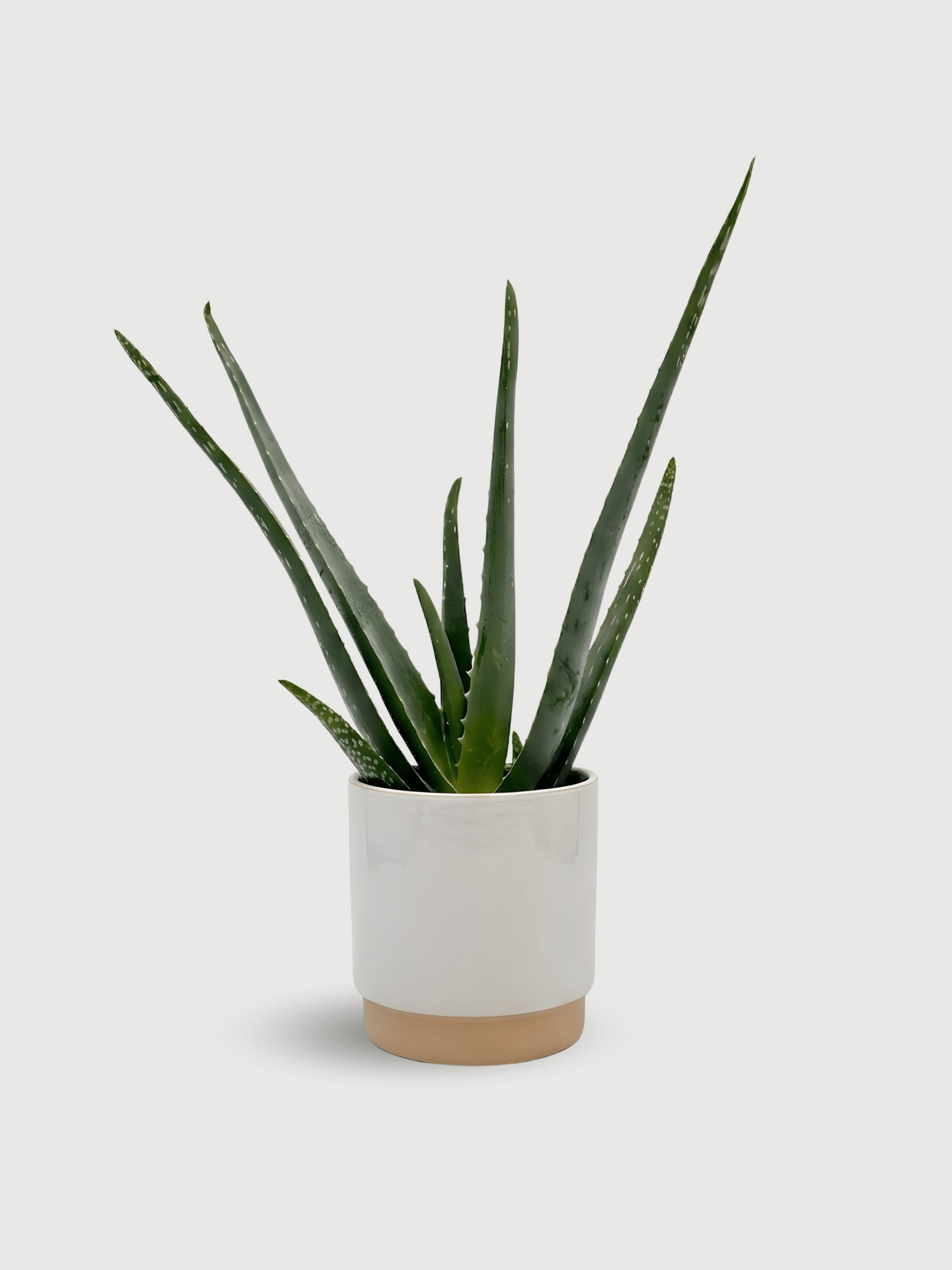 Aloe Vera in White Ceramic Pot, Plant & Bundle