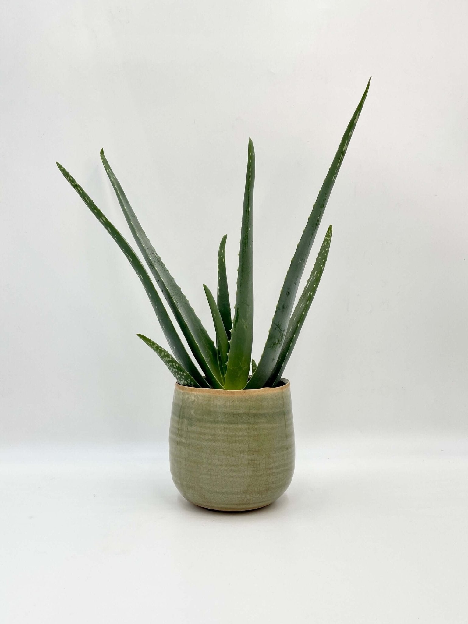 Aloe Vera – Healing Succulent for Home | Easy Care Air Purifying Plant