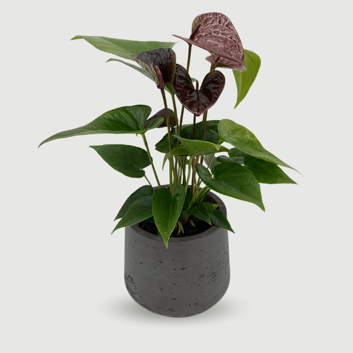 anthurium love black Anthurium Black Love – A Black Flowering Anthurium Plant