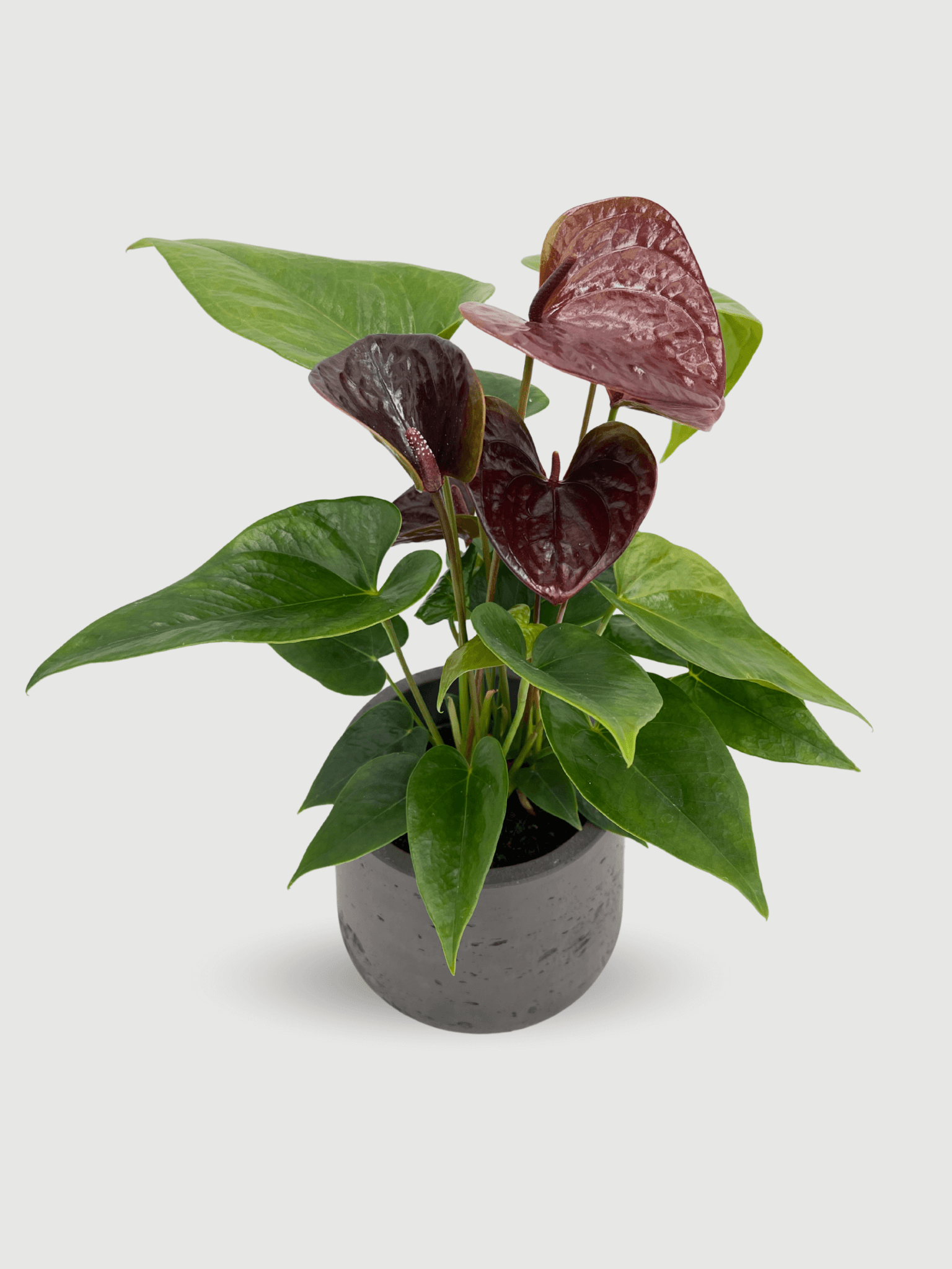 Anthurium_Black_Love_in_Black_Pot