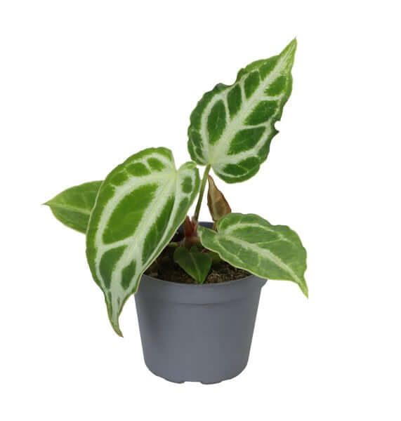 Anthurium Crystal Hope, Indoor Plant