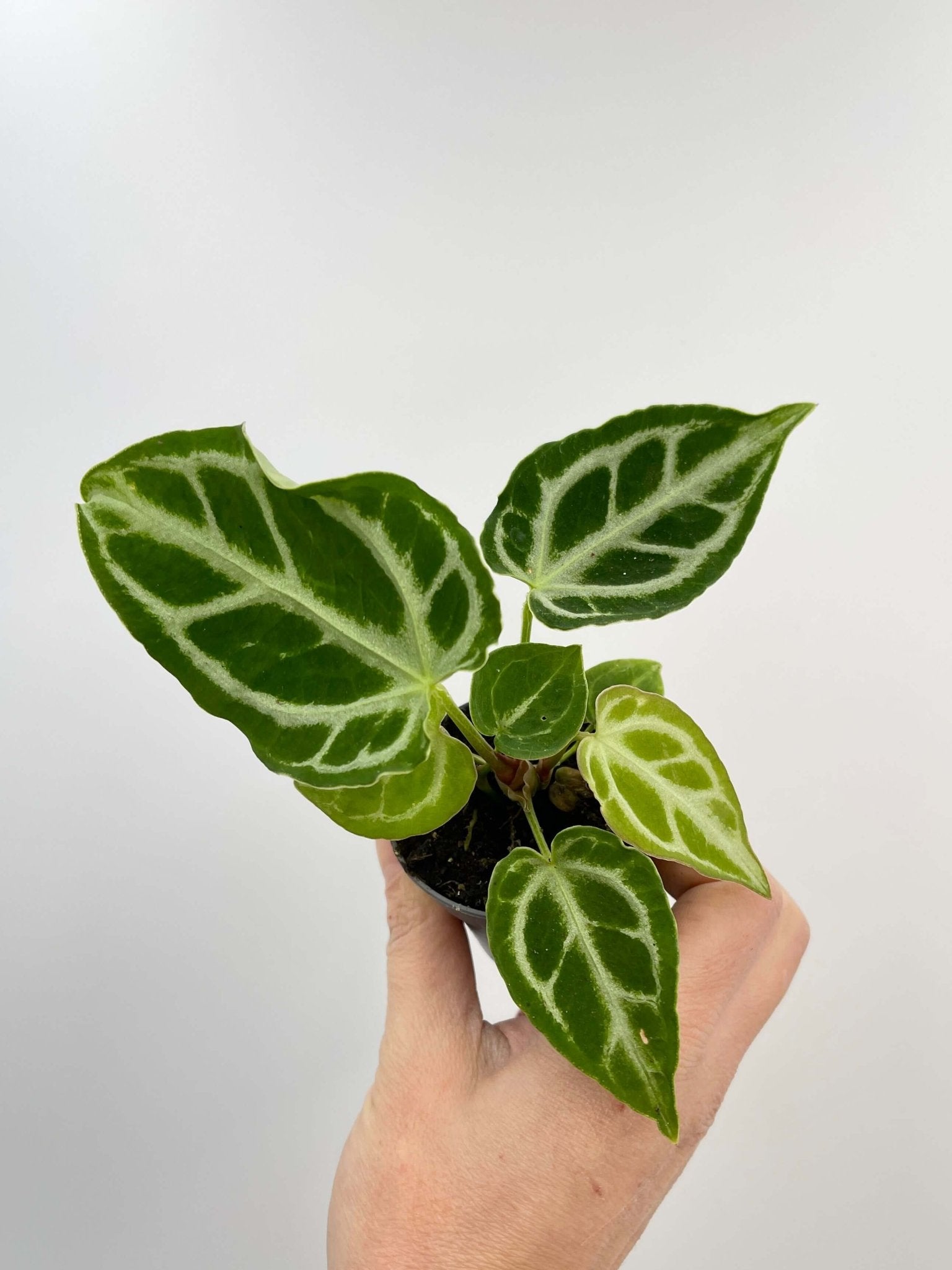 Anthurium Crystal Hope, Indoor Plant