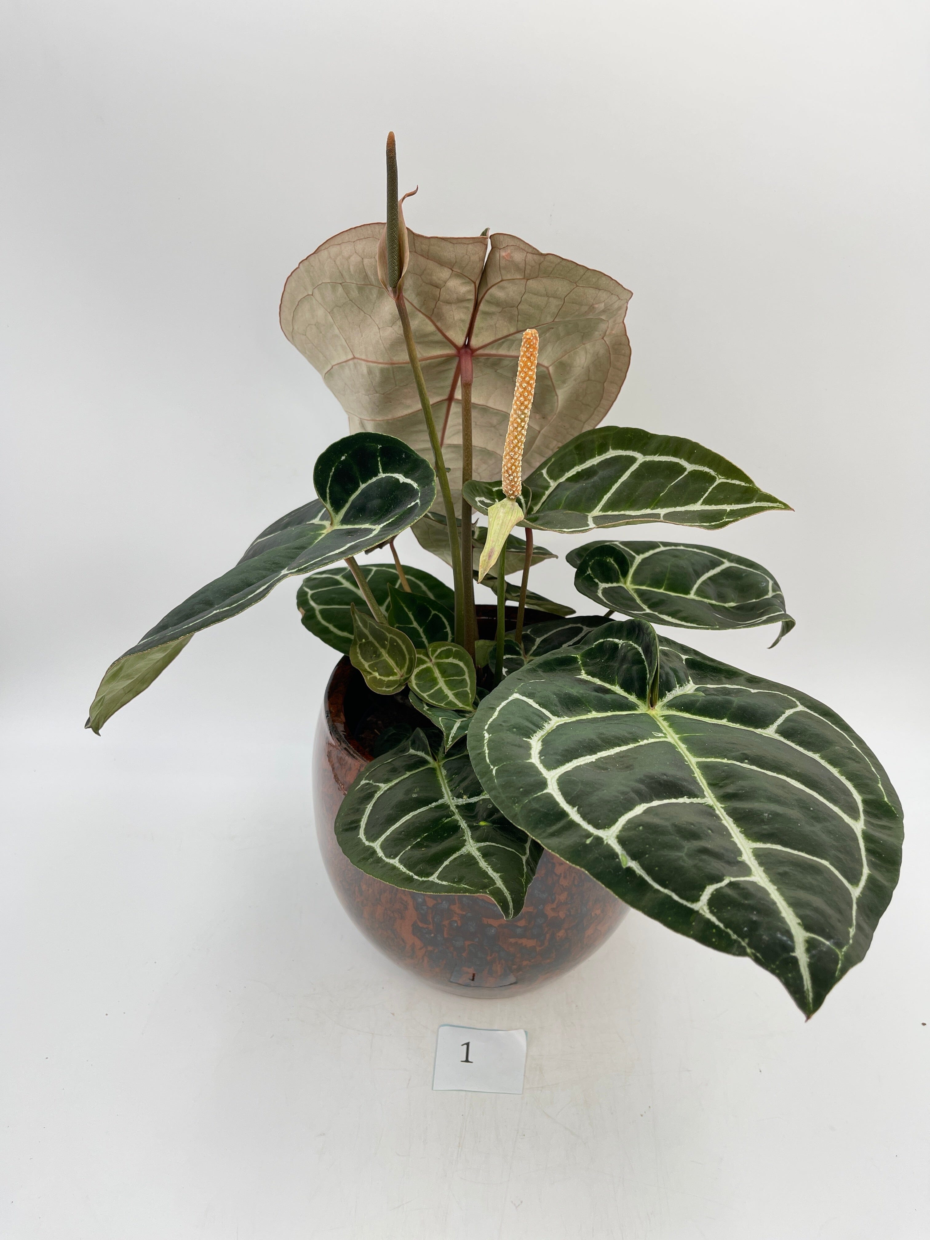 Anthurium Crystallinum hybrid, 17cm pot, Exact Plant