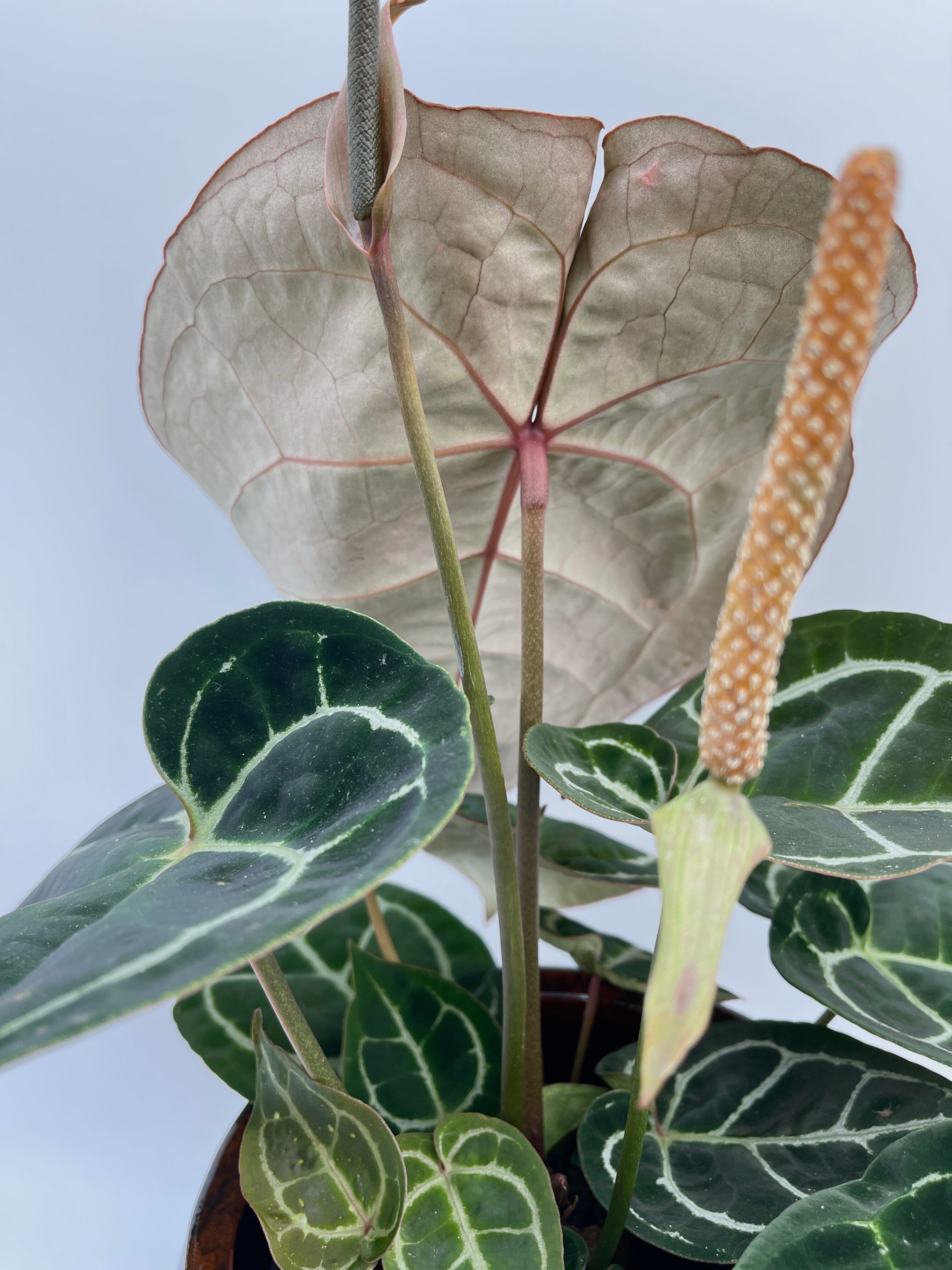 Anthurium Crystallinum hybrid, 17cm pot, Exact Plant