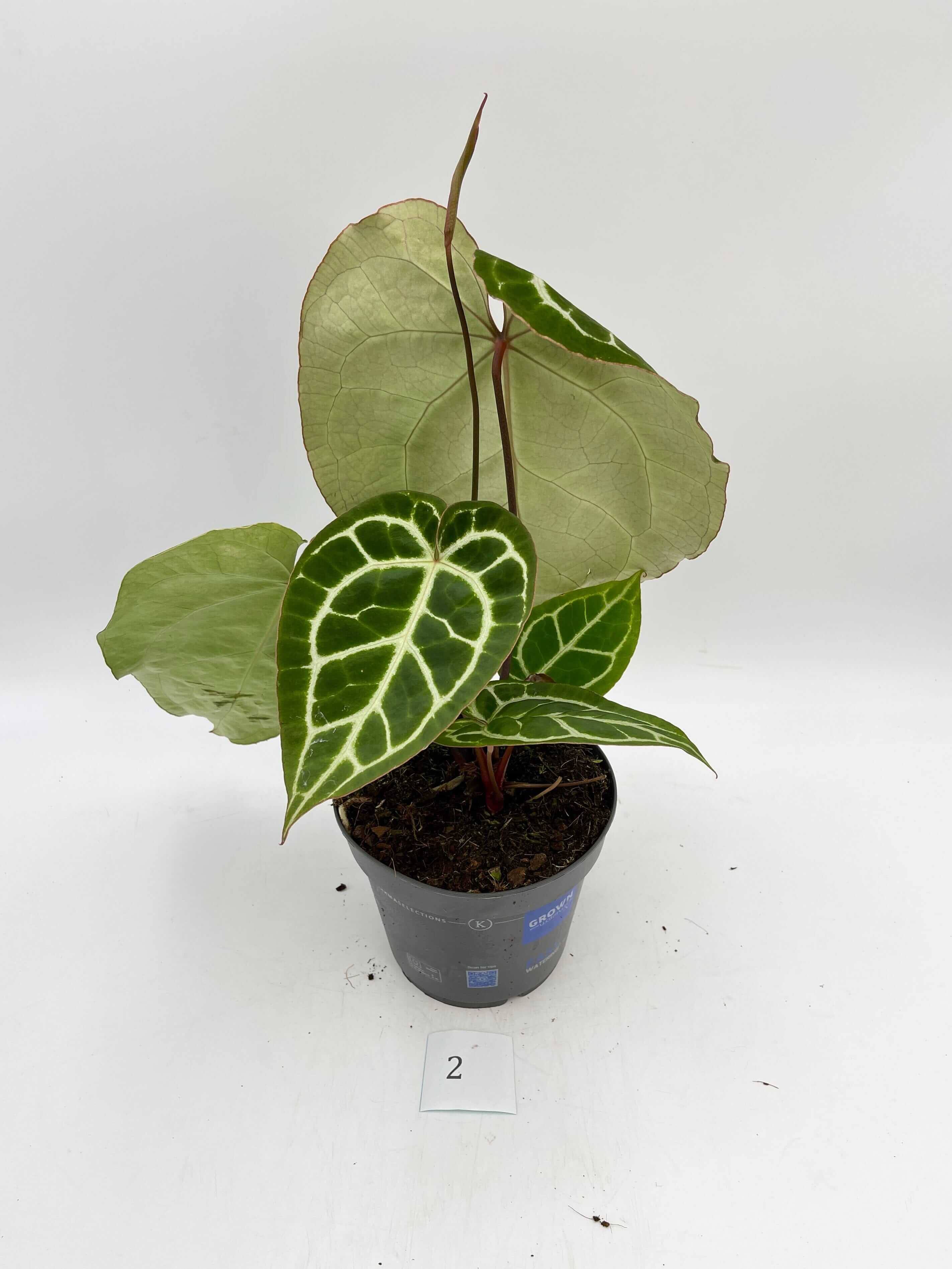 Anthurium Crystallinum hybrid, 17cm pot, Exact Plant