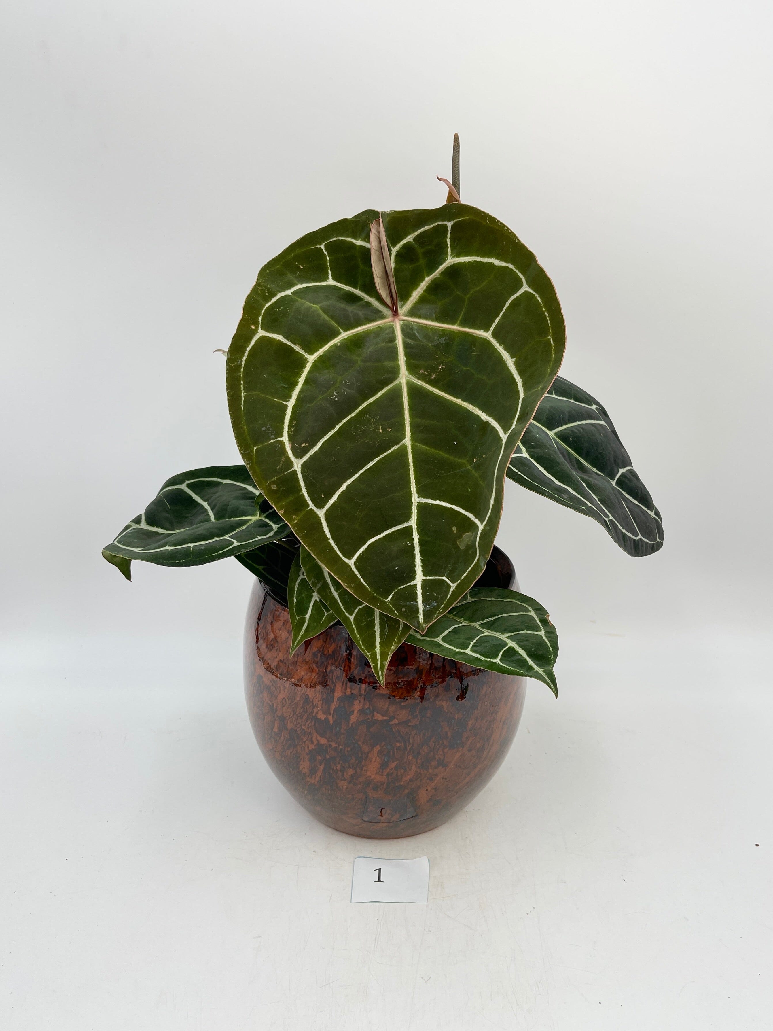 Anthurium Crystallinum hybrid, 17cm pot, Exact Plant