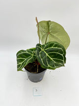 Anthurium Crystallinum hybrid, 17cm pot, Exact Plant