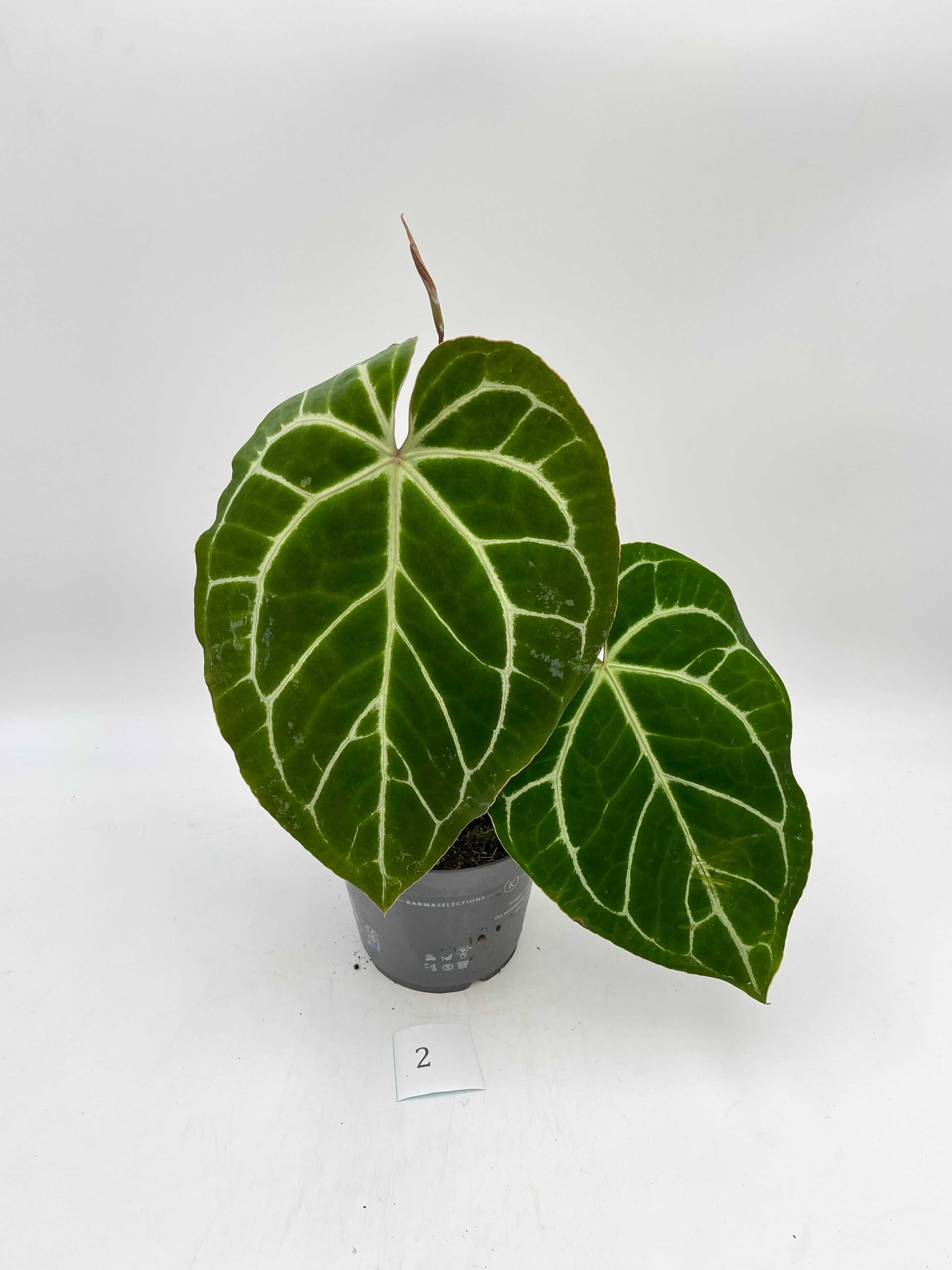 Anthurium Crystallinum hybrid, 17cm pot, Exact Plant