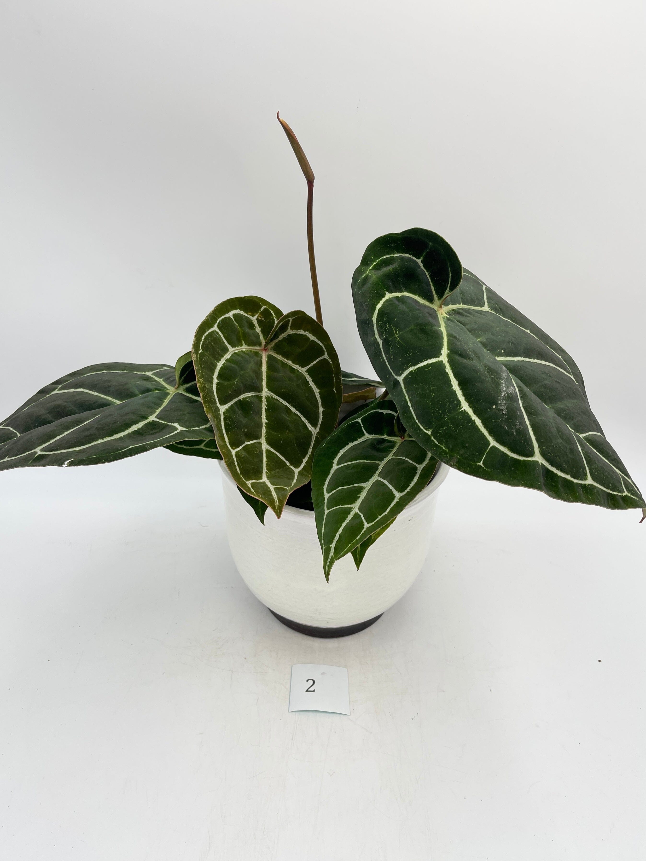 Anthurium Crystallinum hybrid, 17cm pot