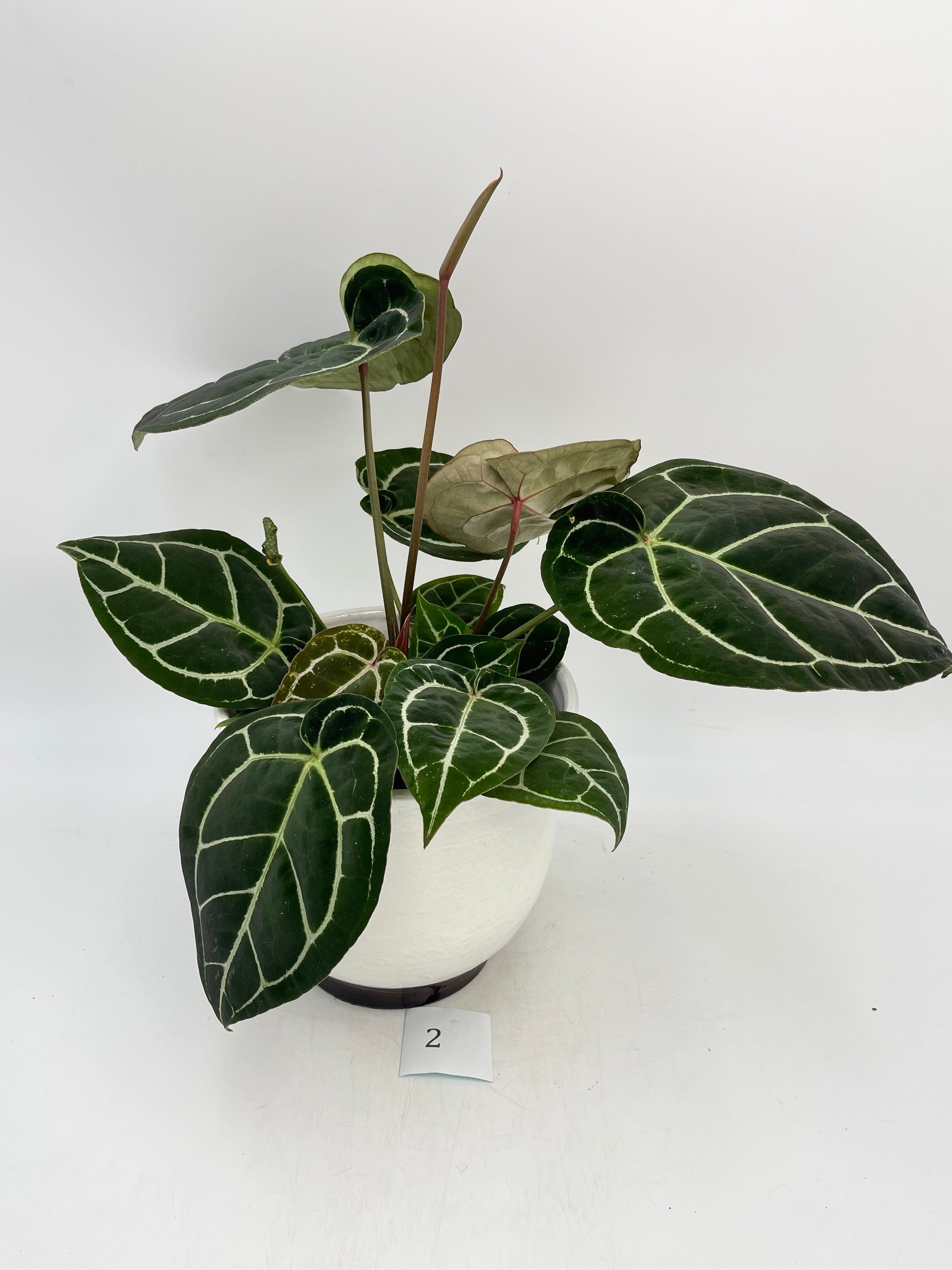 Anthurium Crystallinum hybrid, 17cm pot