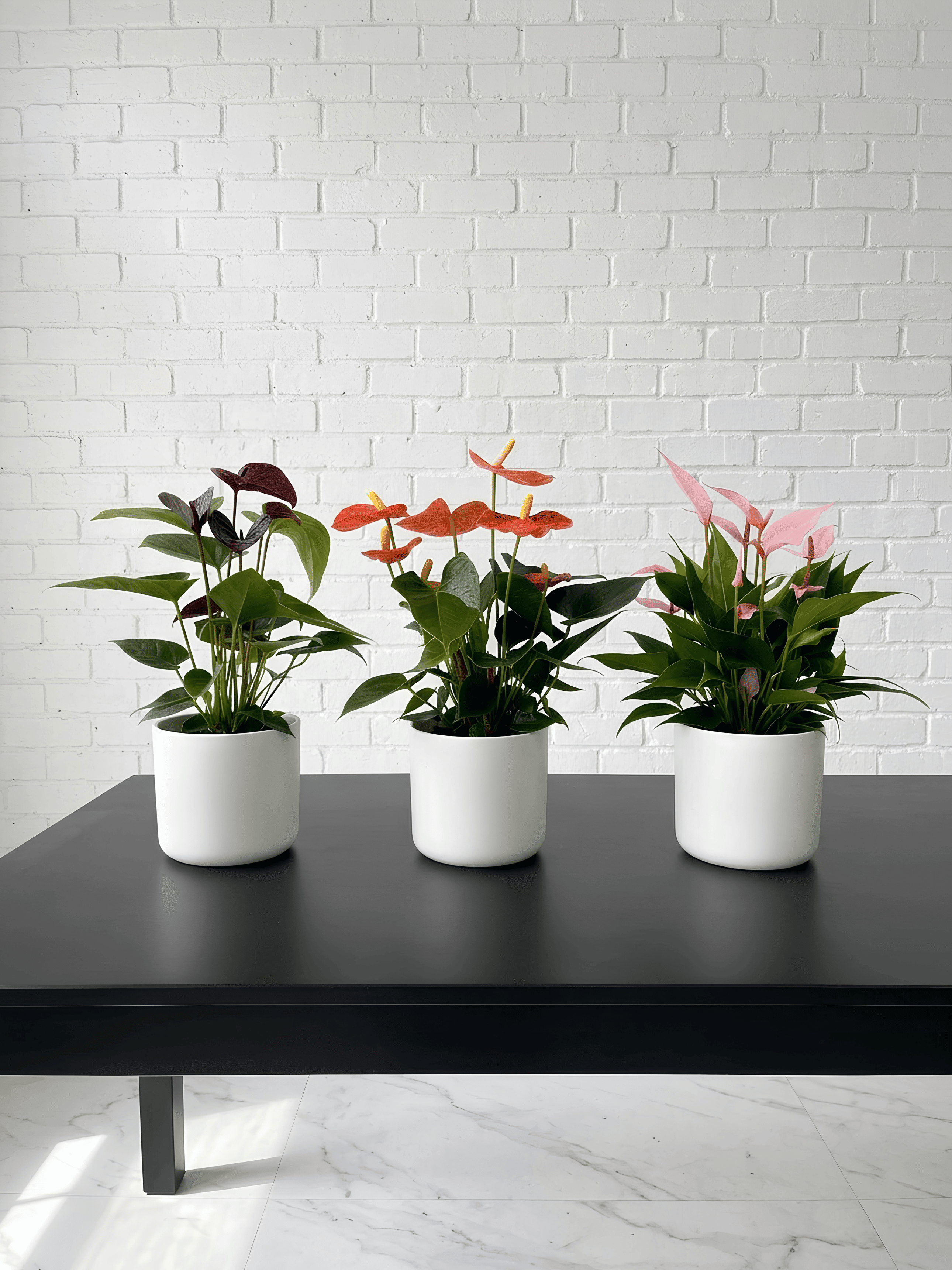 Anthurium Flowering Bundle (Set of 3) | Black, Orange & Pink Anthurium Plants, Plant & Pot Bundle - Rebel Plants