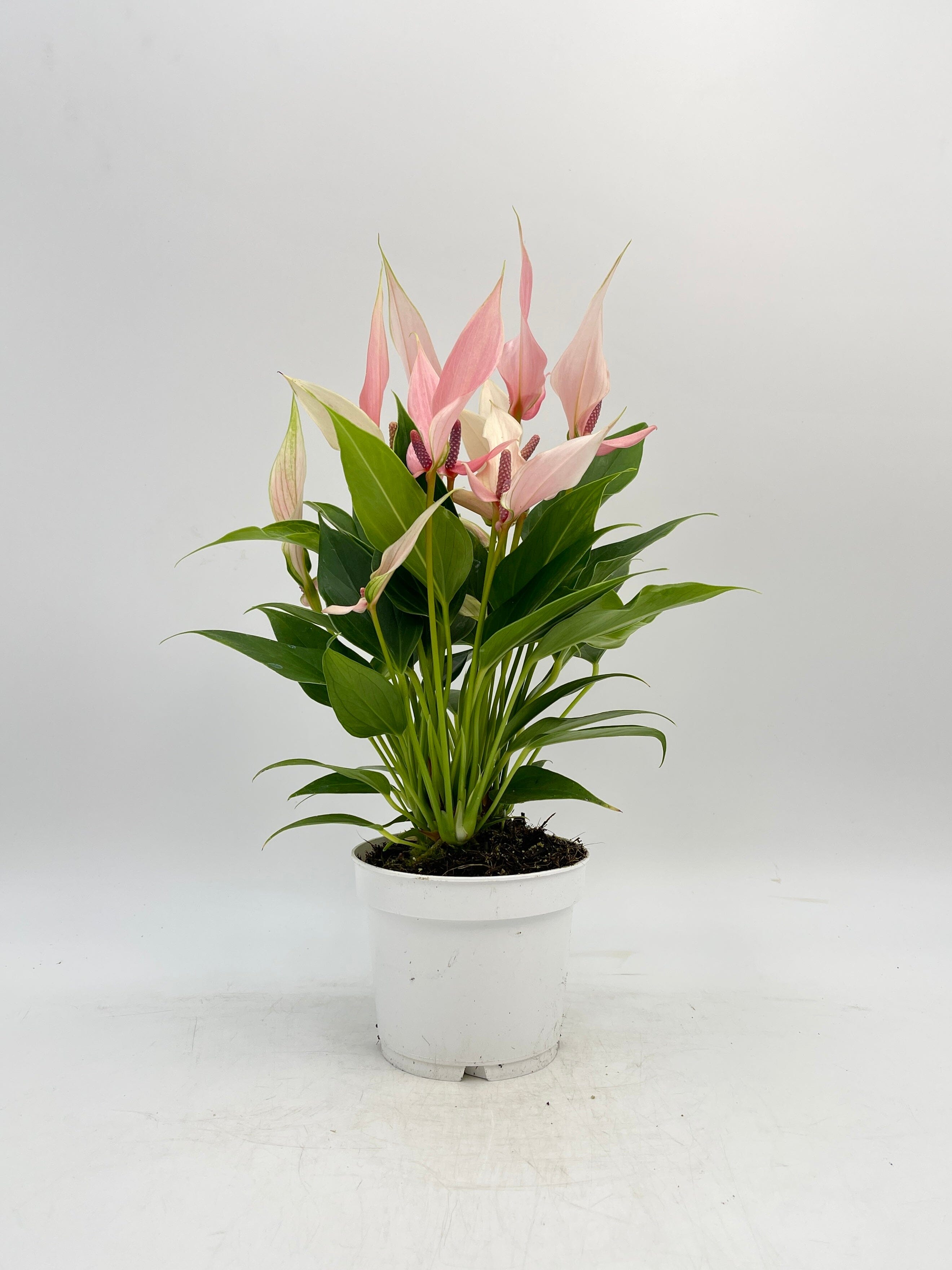 Anthurium Lilli, Flamingo flower, Anthurium andraeanum