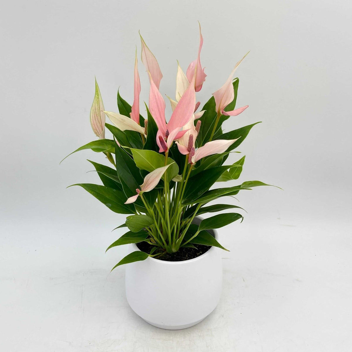 Anthurium Lilli, Flamingo flower, Flowering Indoor Plant