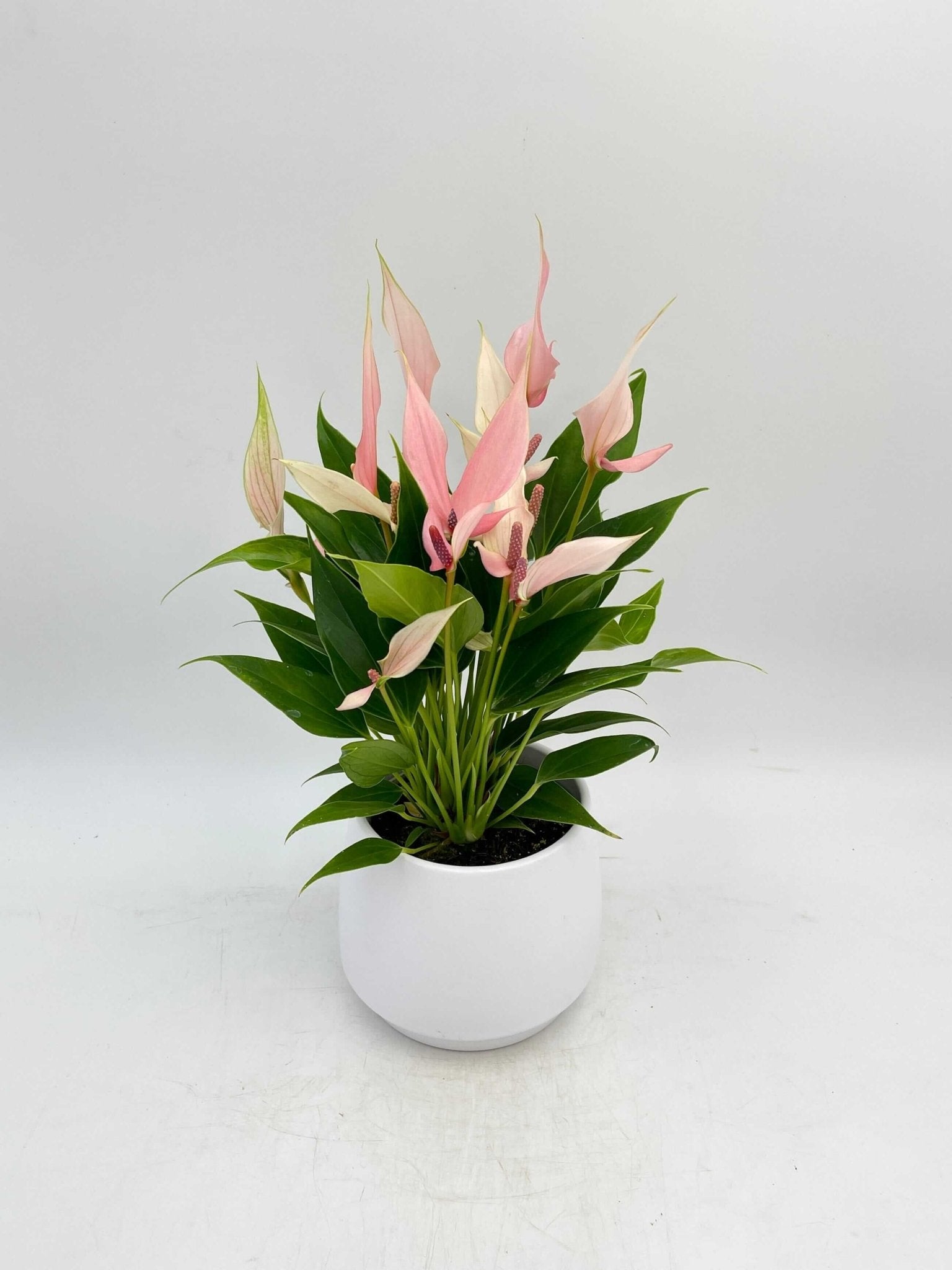 anthurium lilli pink Anthurium Lilli, Flamingo flower, Flowering Indoor Plant