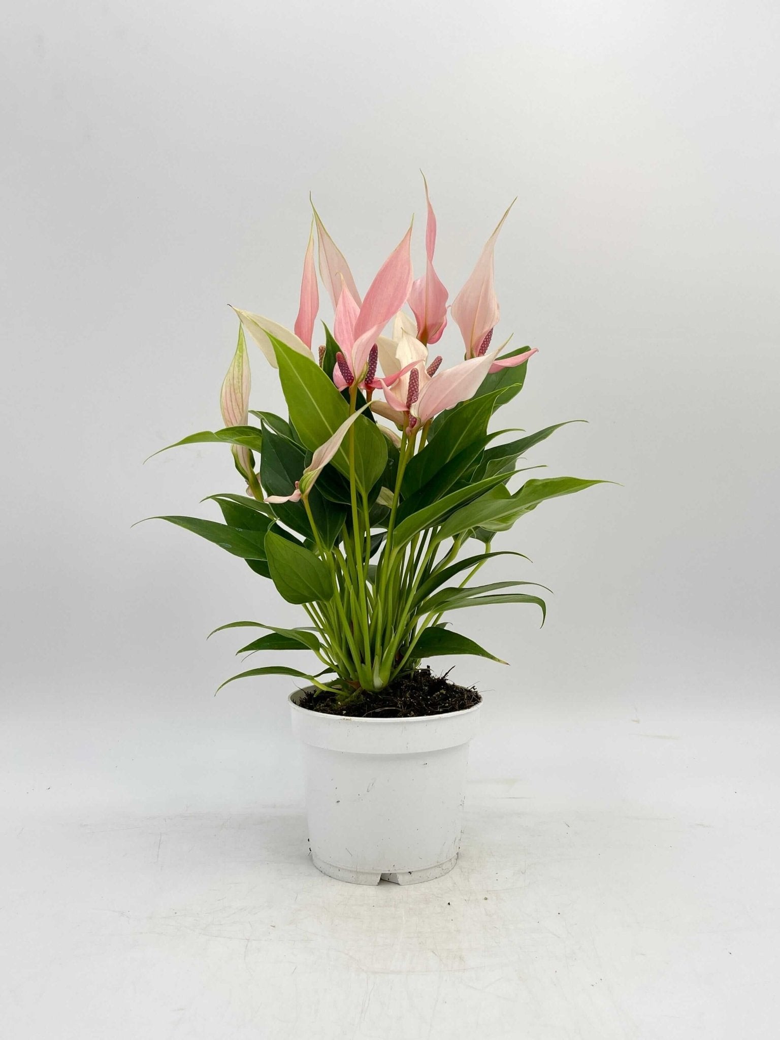 Anthurium Lilli in White Elho Pot | Tropical Pink Flamingo Flower Gift