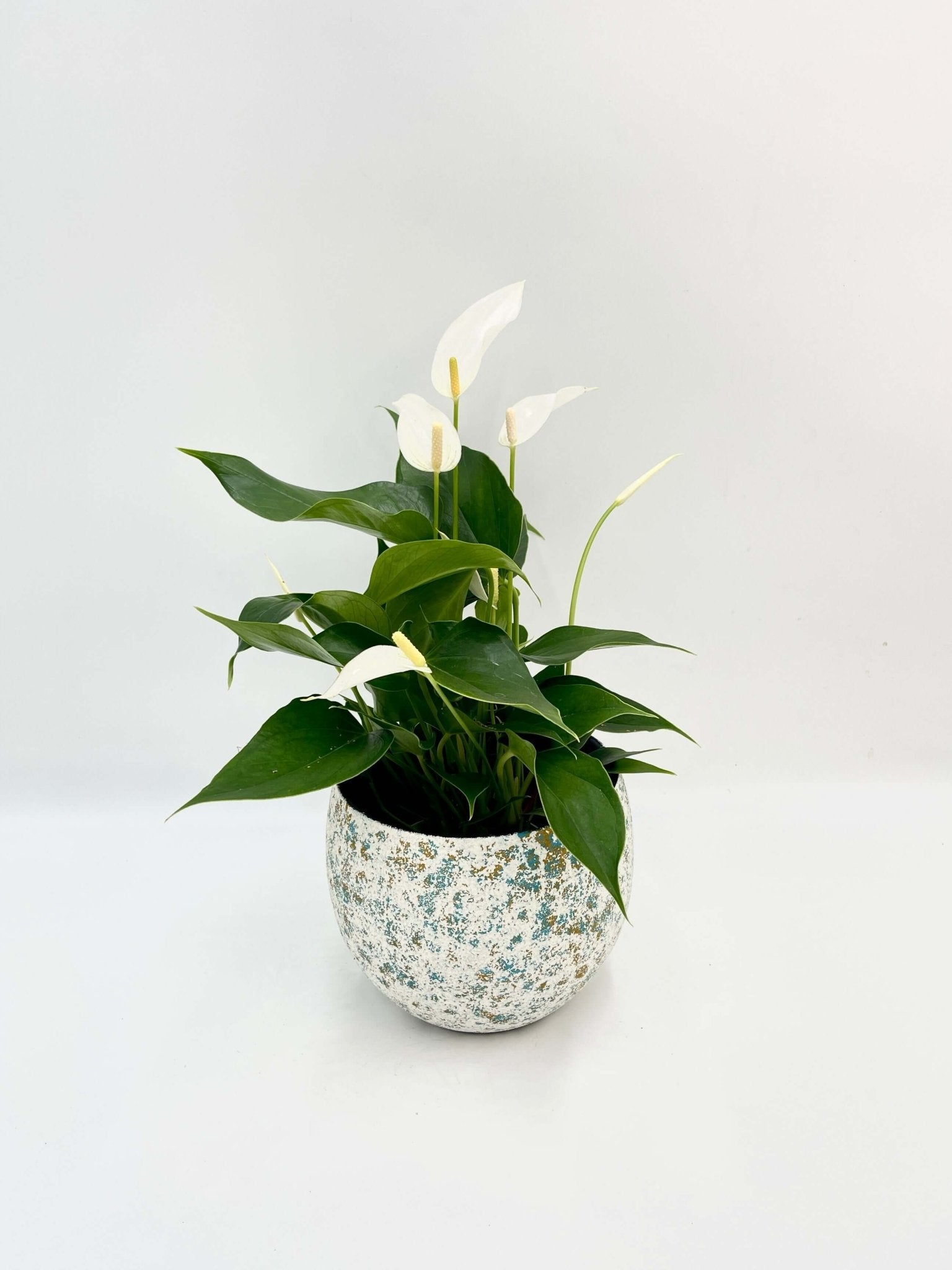 Anthurium Lilli White, Flamingo Flower, Flowering Plant