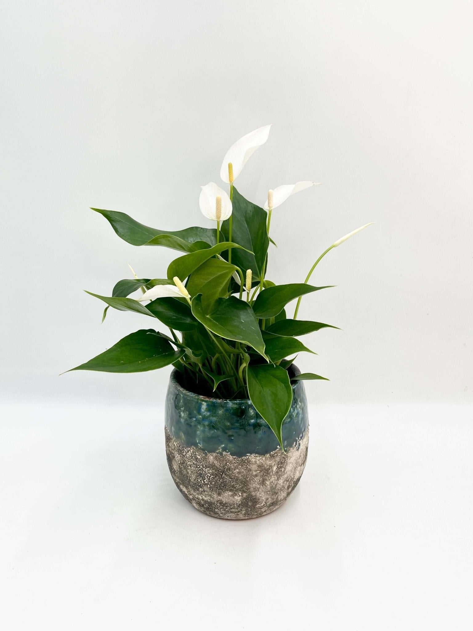 Anthurium Lilli White, Flamingo Flower, Flowering Plant