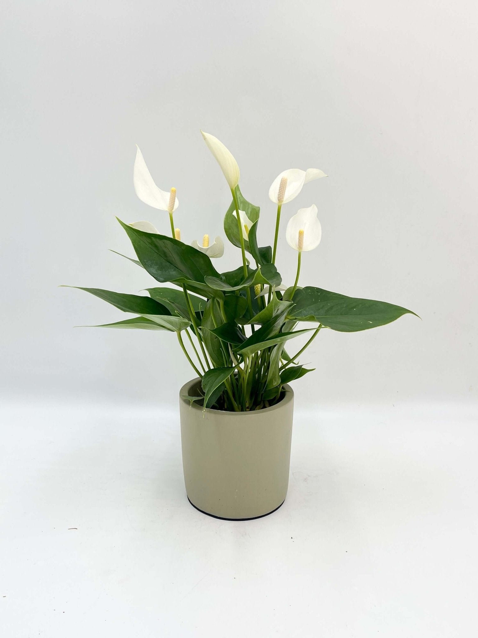 white anthurium and peace lily Anthurium Lilli White: Pure Elegance in a Ceramic Pot