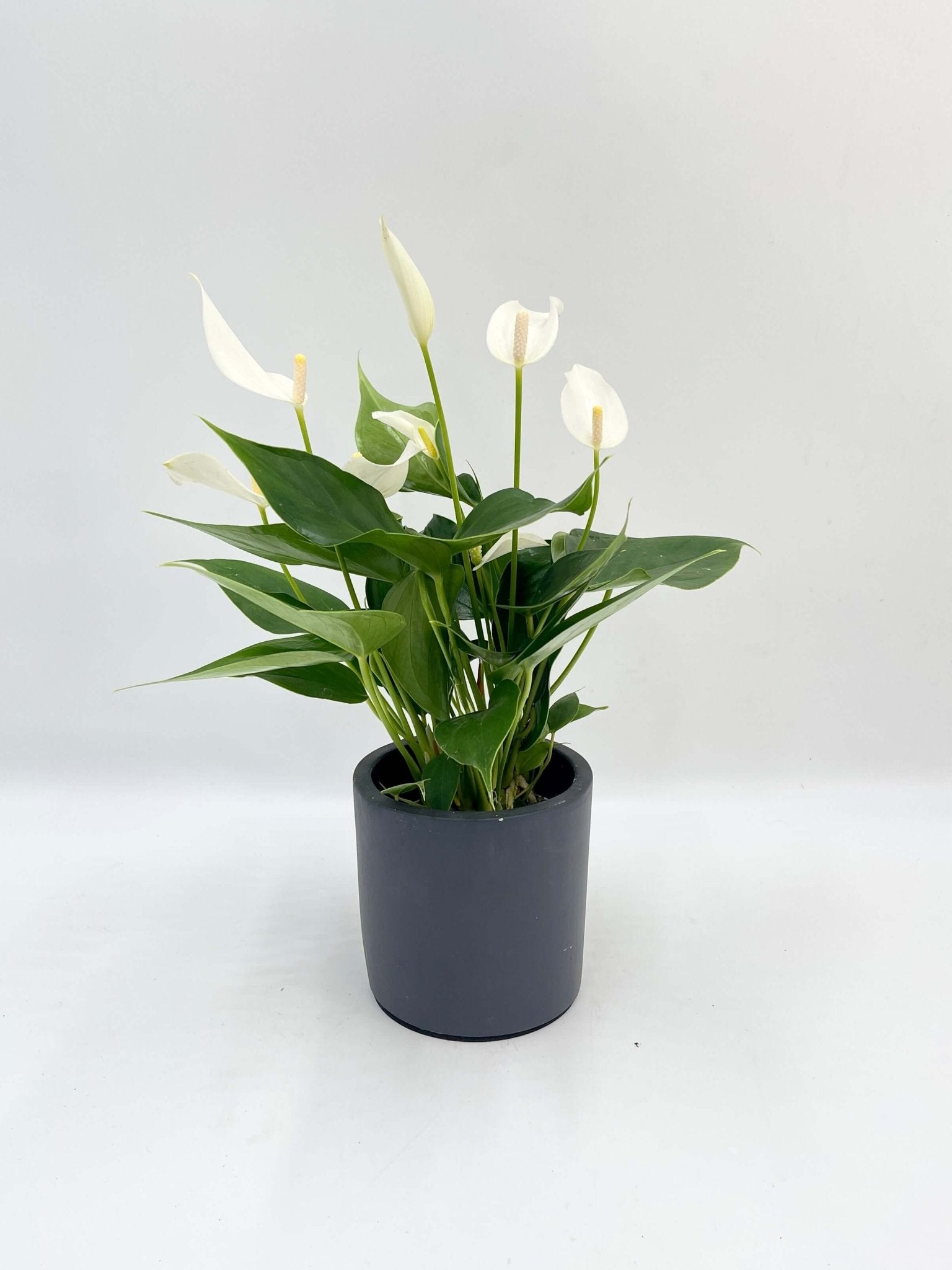 Anthurium Lilli White: Pure Elegance in a Premium Ceramic Pot, Plant with Pot