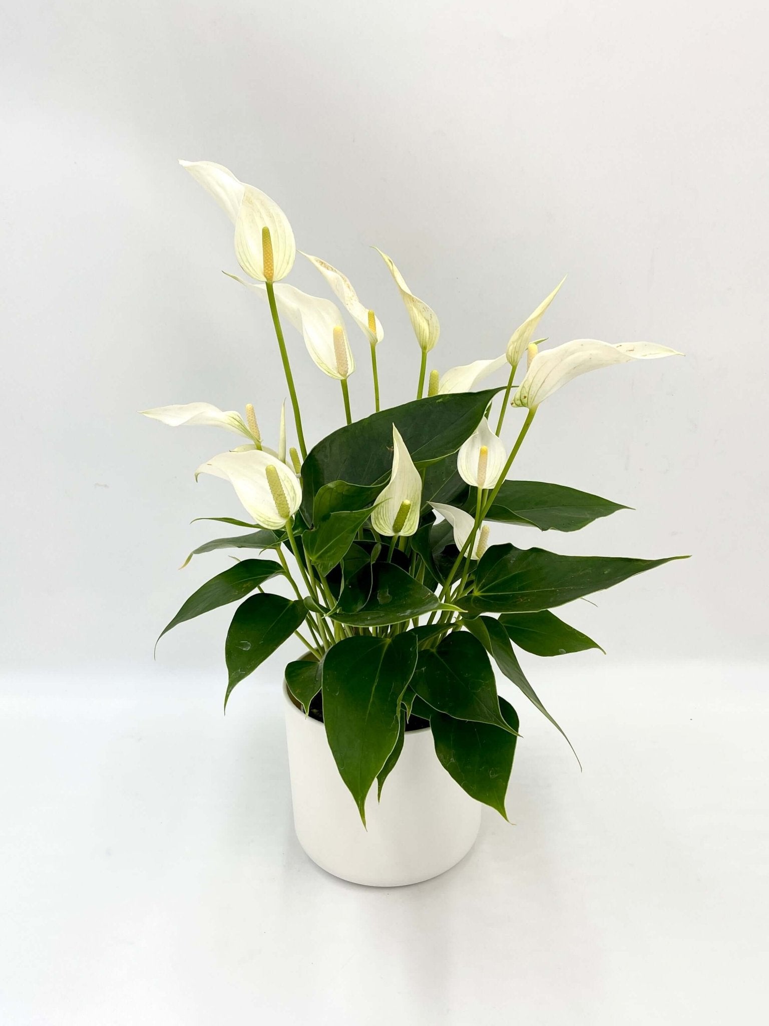Anthurium White 'Mille Fleurs Cava' in a white pot, featuring elegant white blooms and lush green leaves.