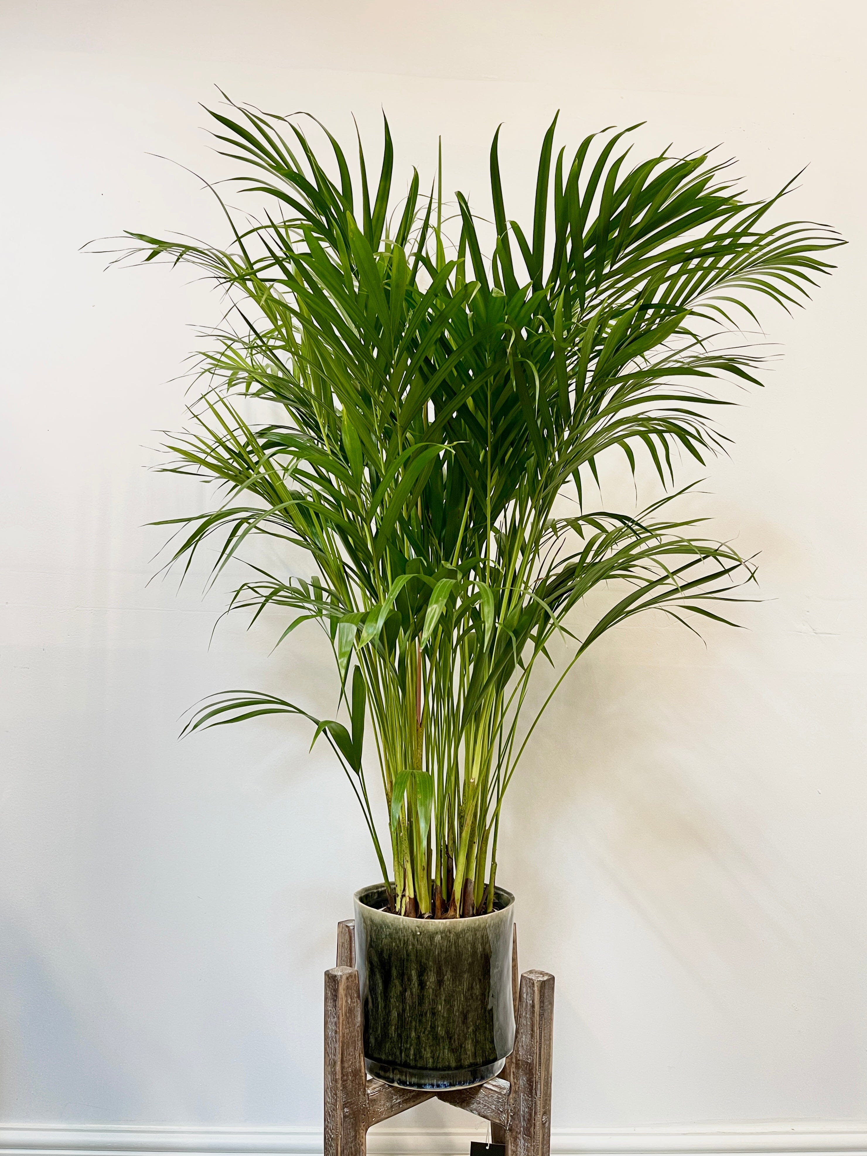 Areca Palm, Dypsis Lutescens, Butterfly Palm, 110cm