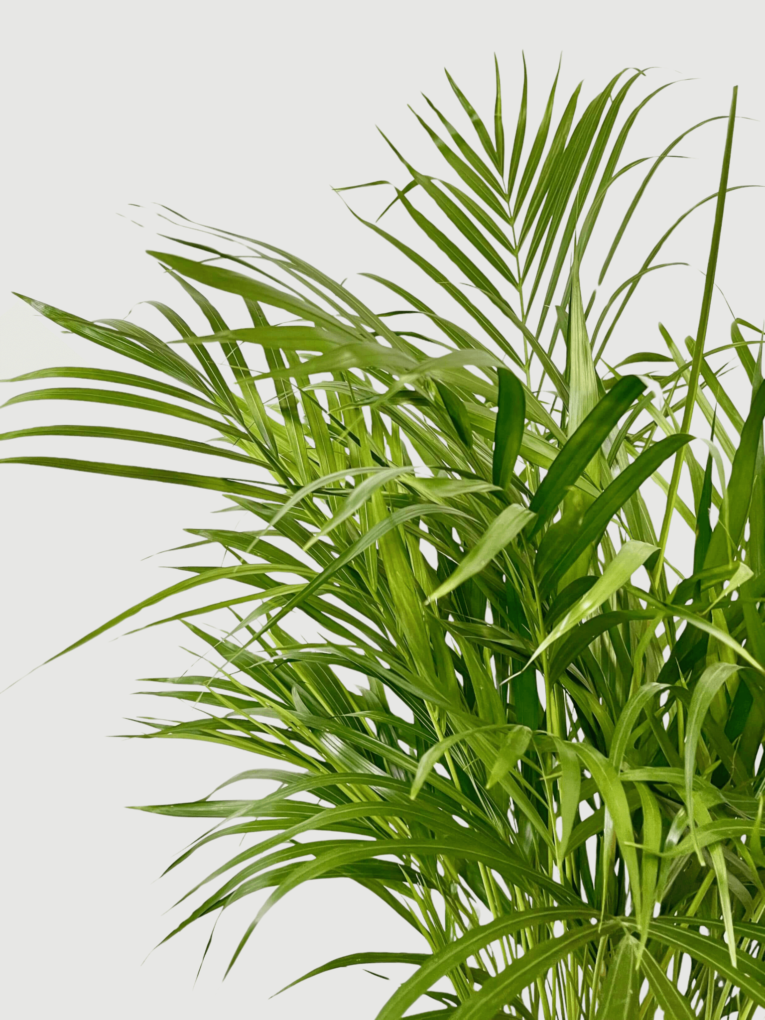 Areca Palm, Dypsis Lutescens, Indoor Butterfly Palm, 110cm, Pet Safe Houseplant