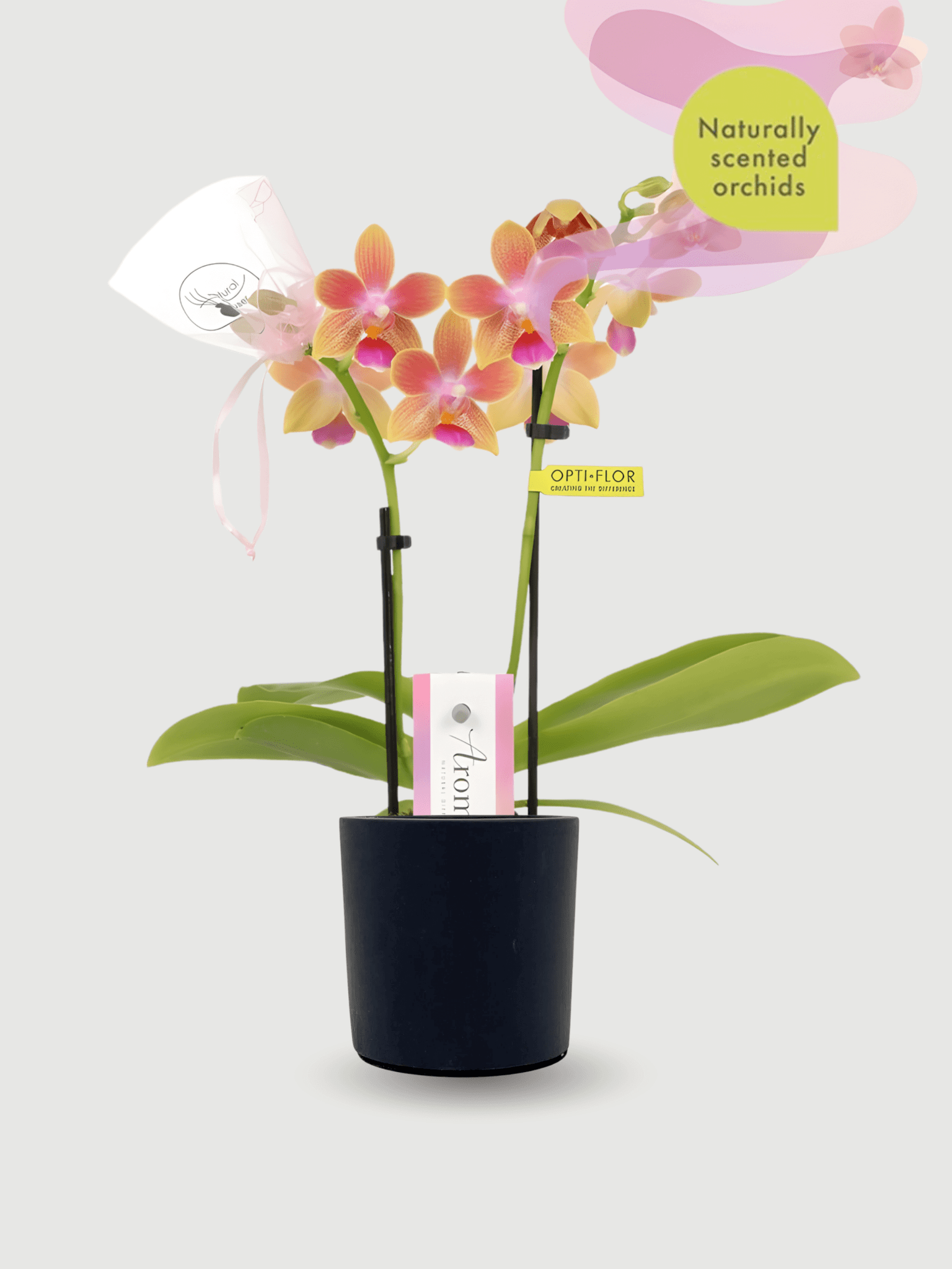 Aromio_Scented_Phalaenopsis_Miniature_Orchids
