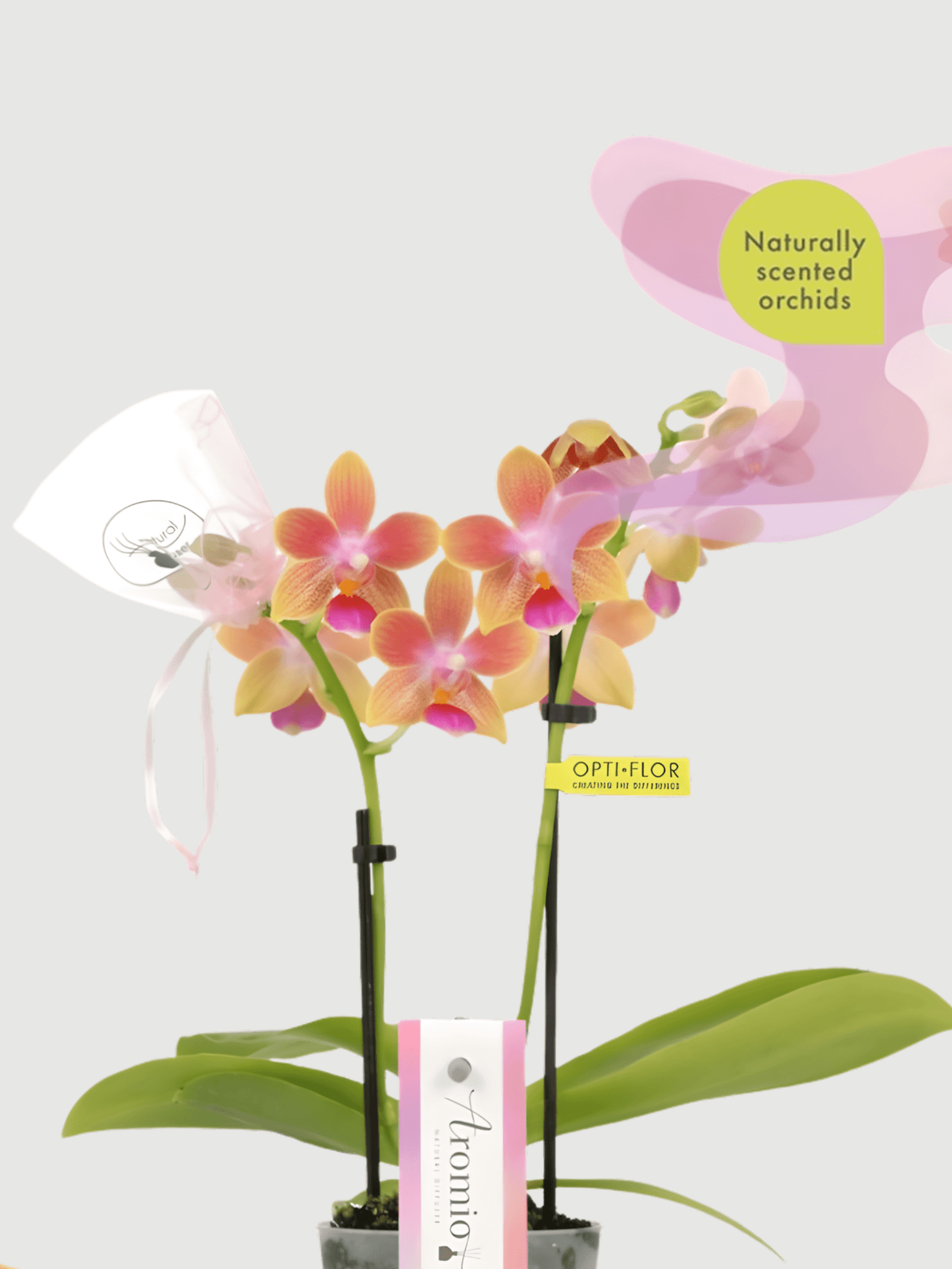 Aromio_Scented_Phalaenopsis_Miniature_Orchids