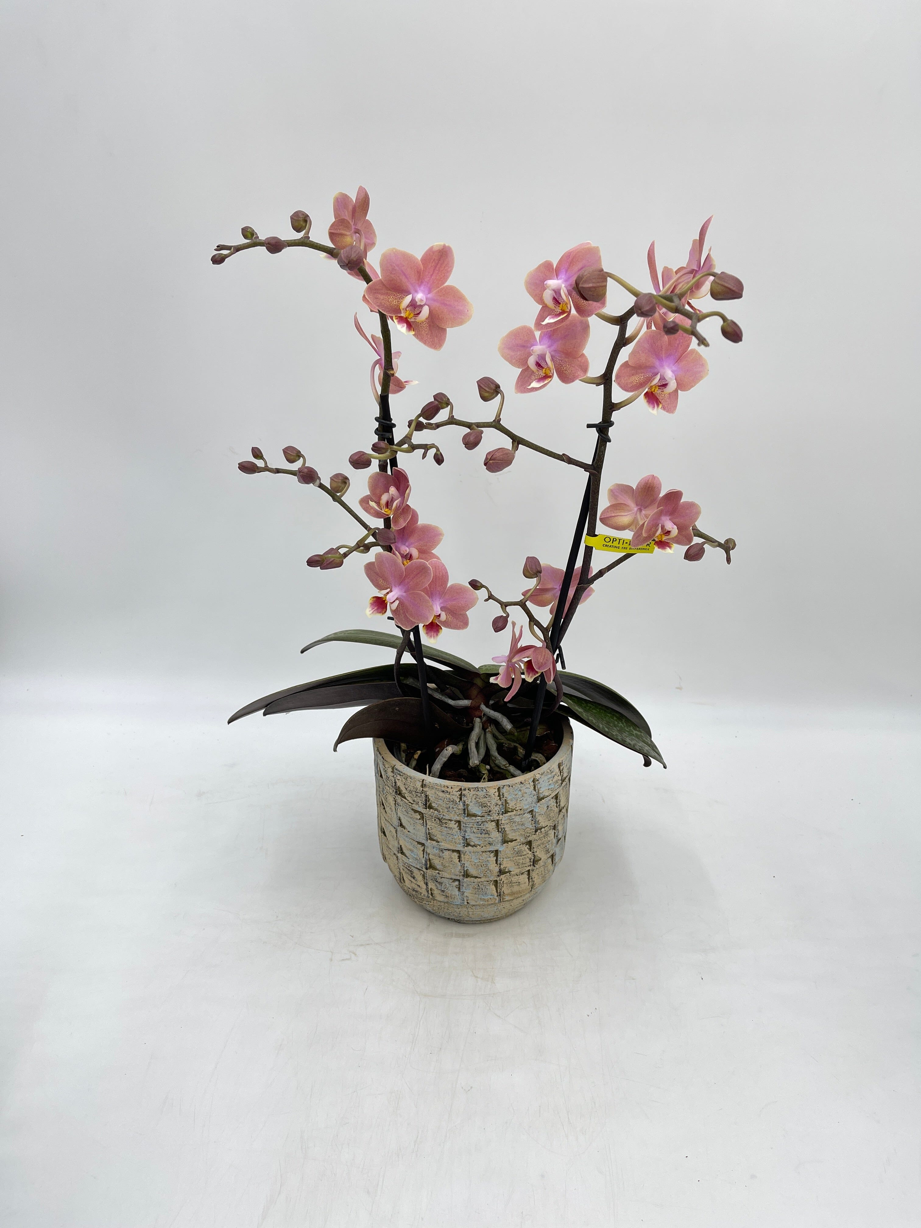 Aromio Scented Phalaenopsis Orchid, Perfíum Scention