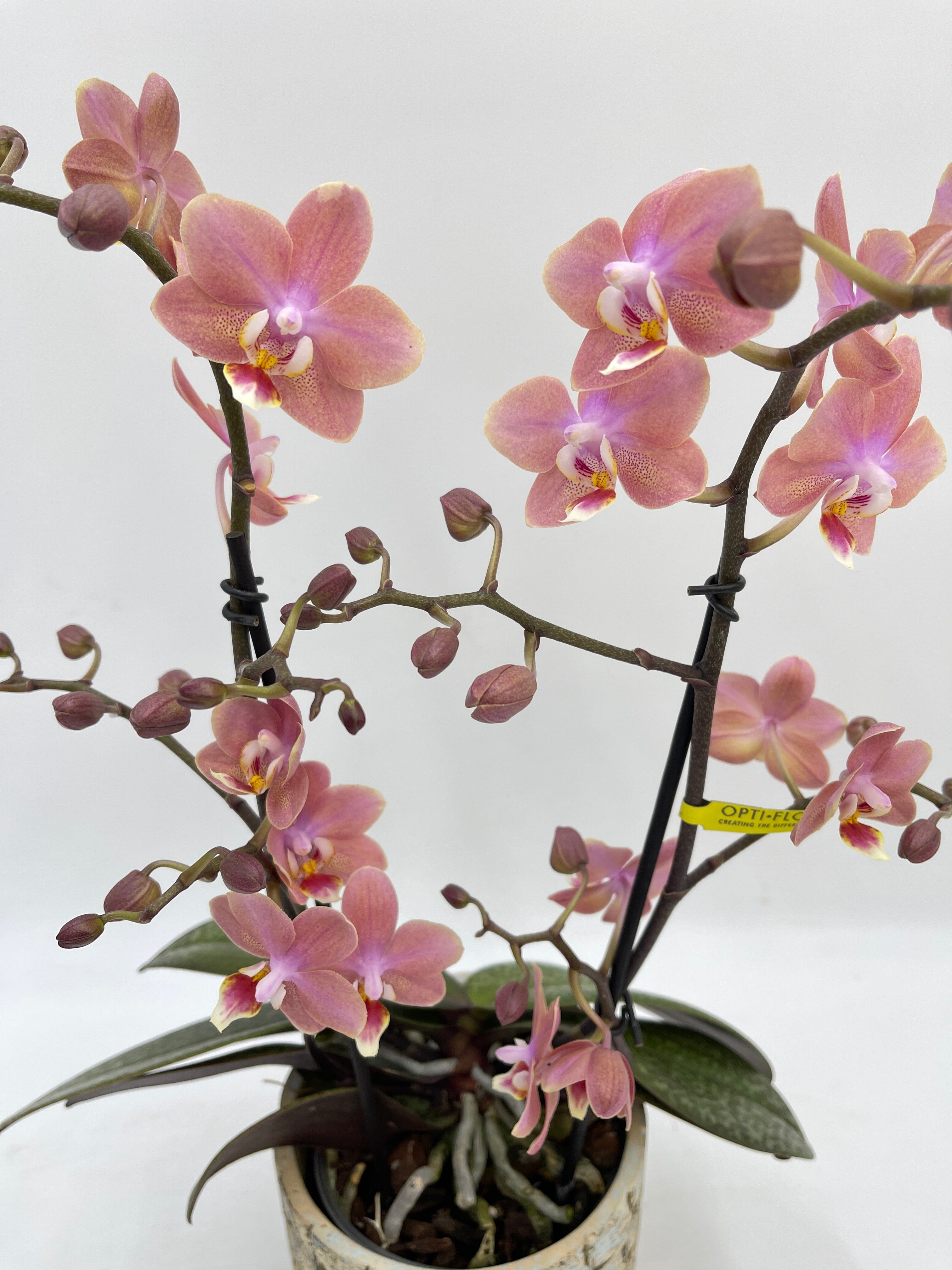 Aromio Scented Phalaenopsis Orchid, Perfíum Scention