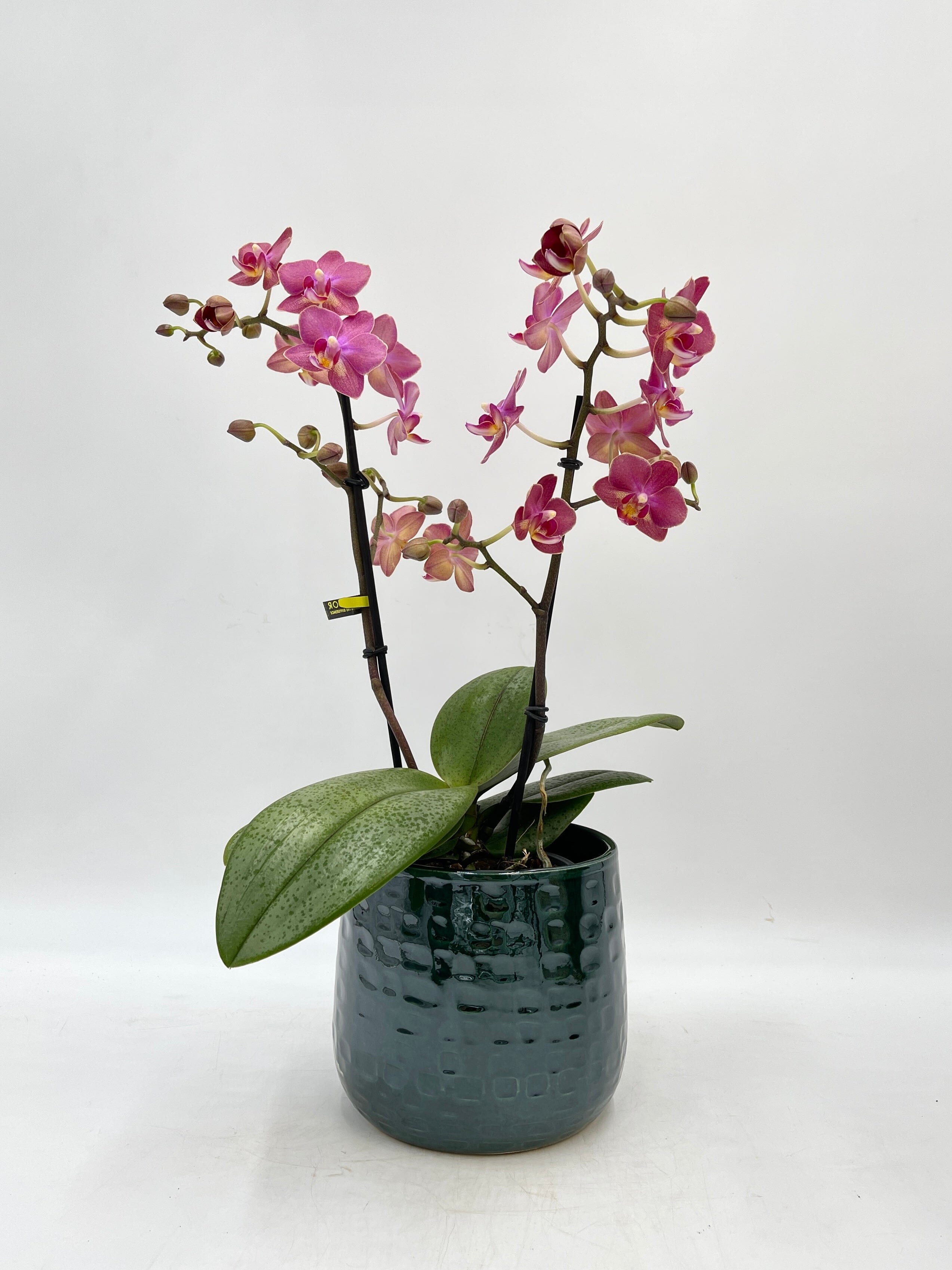 Aromio Scented Phalaenopsis Orchid, Perfíum Scention