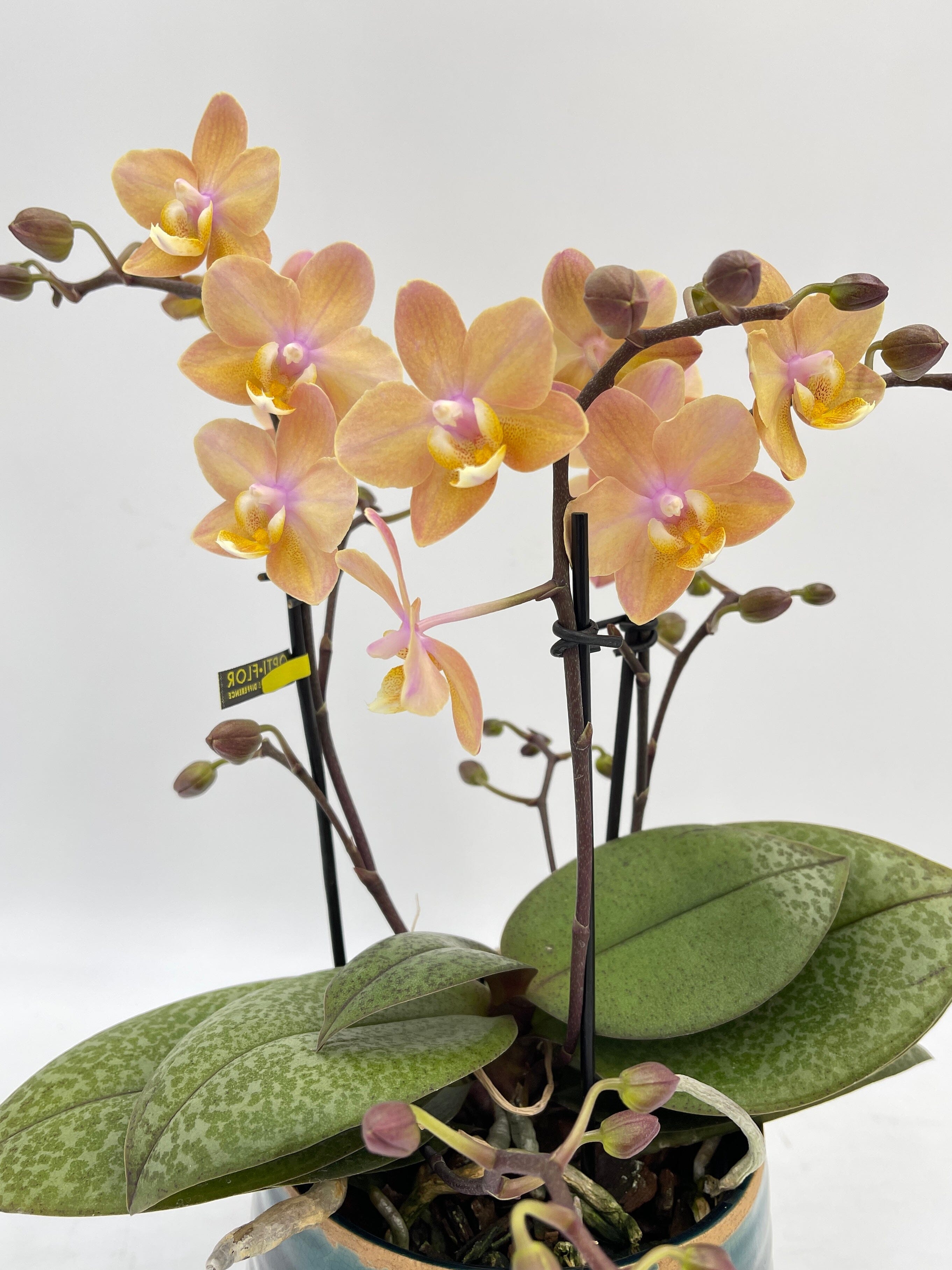 Aromio Scented Phalaenopsis Orchid, Perfíum Scention