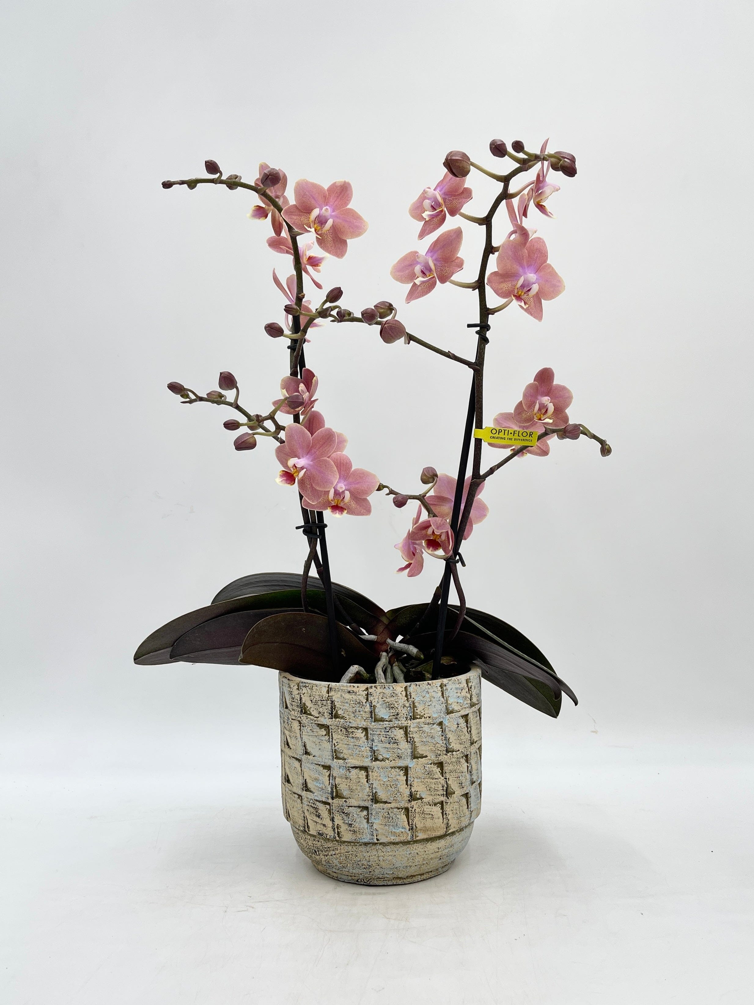 Aromio Scented Phalaenopsis Orchid, Perfíum Scention