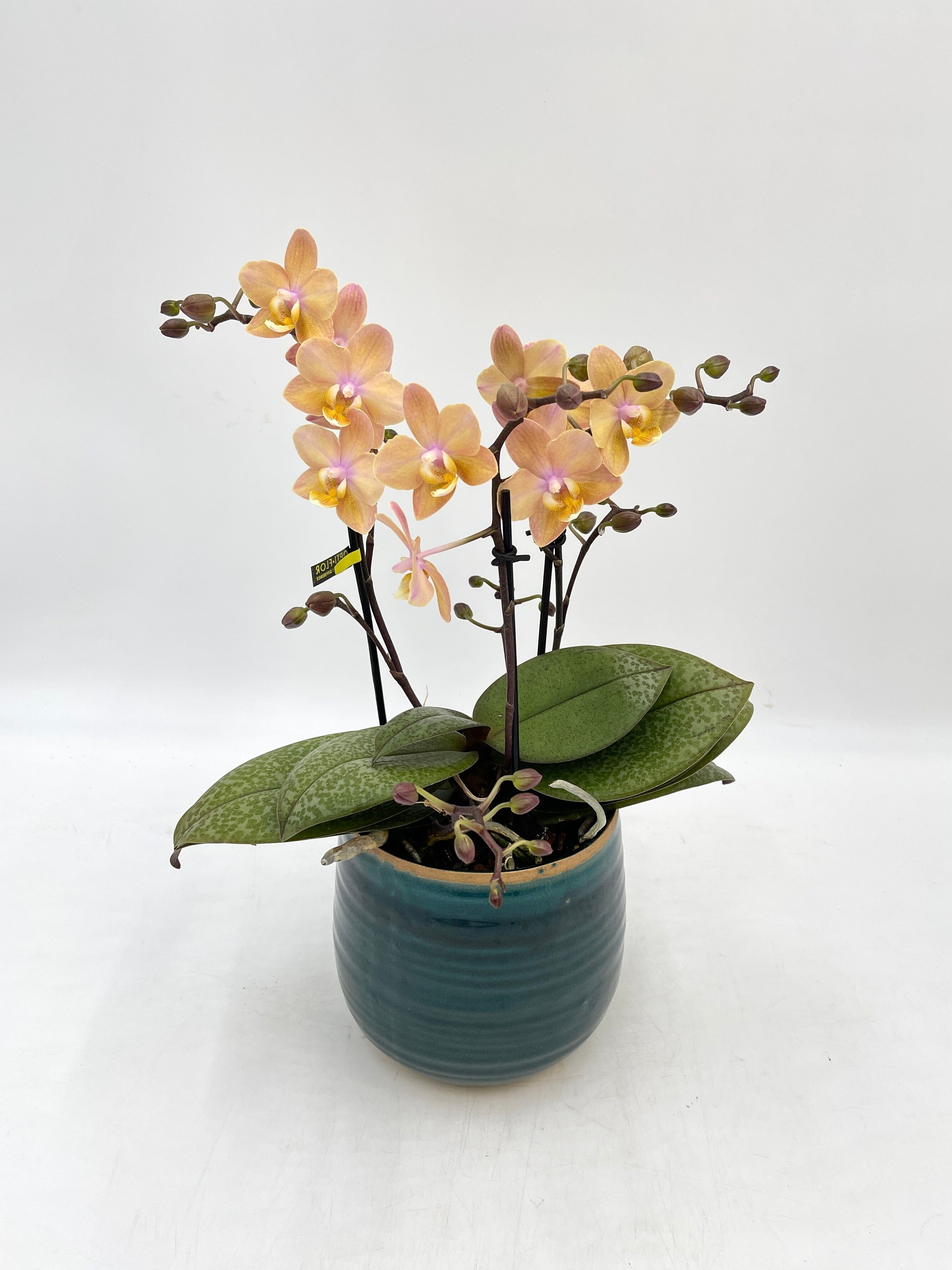 Aromio Scented Phalaenopsis Orchid, Perfíum Scention