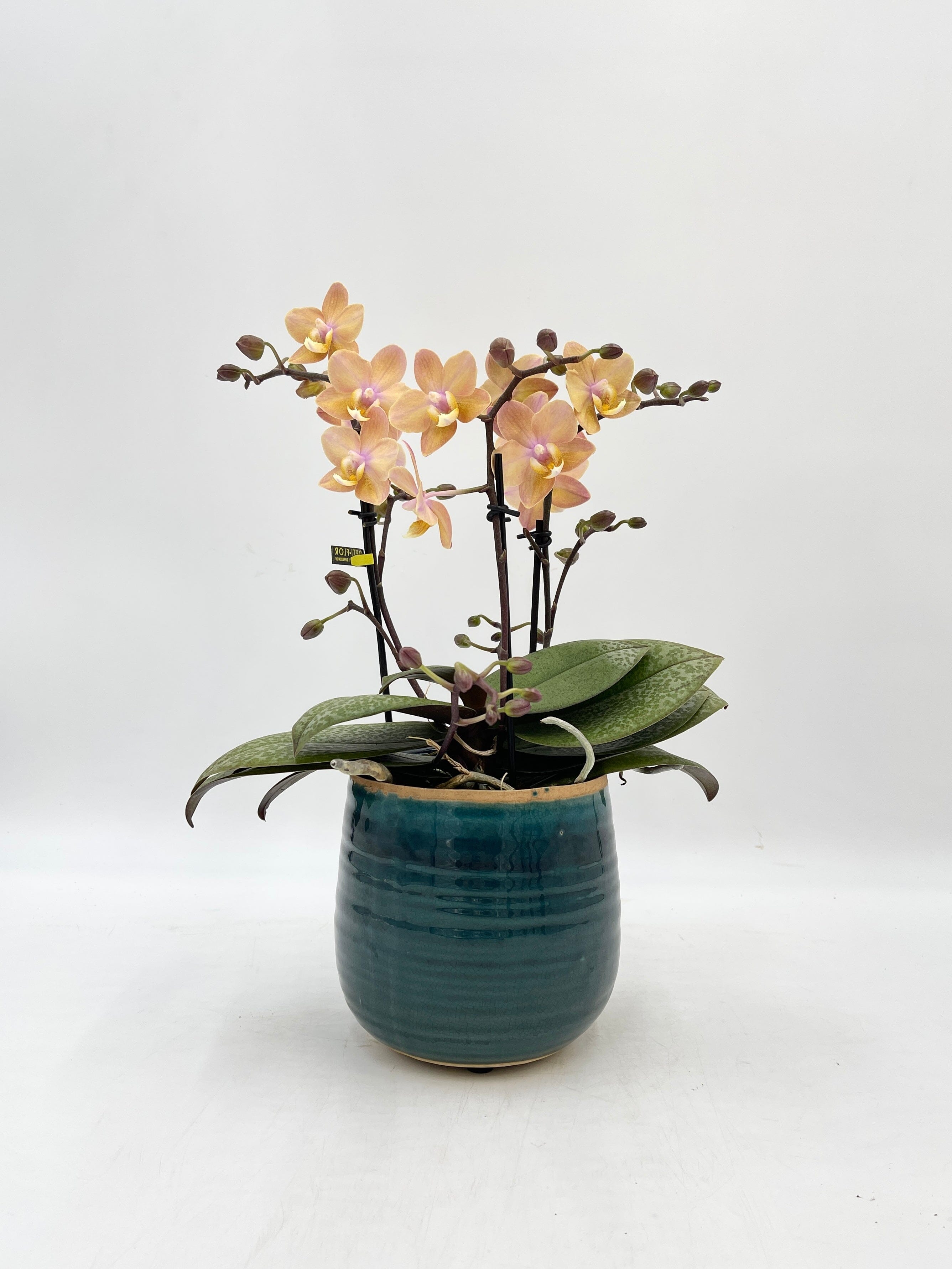 Aromio Scented Phalaenopsis Orchid, Perfíum Scention