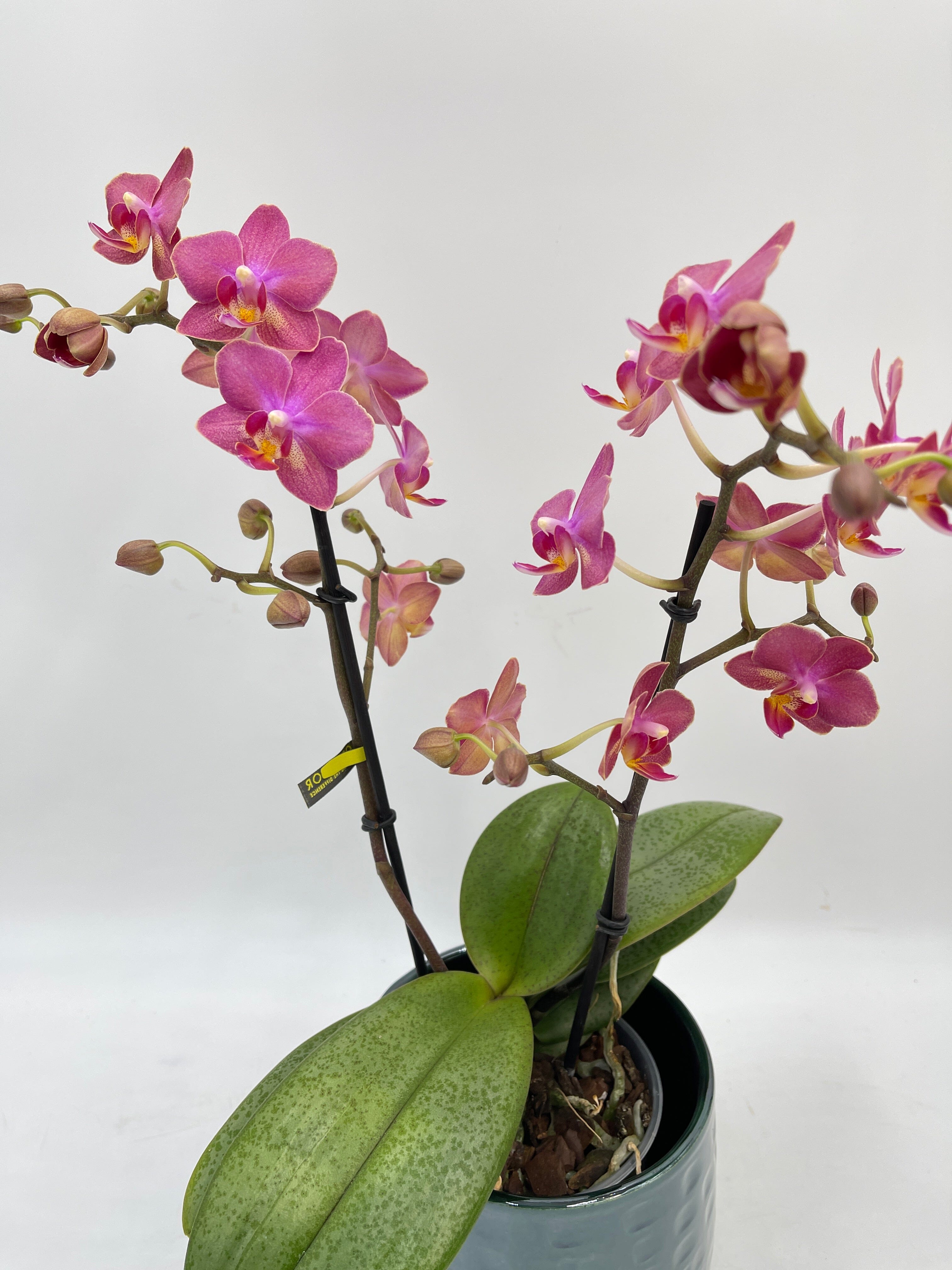 Aromio Scented Phalaenopsis Orchid, Perfíum Scention