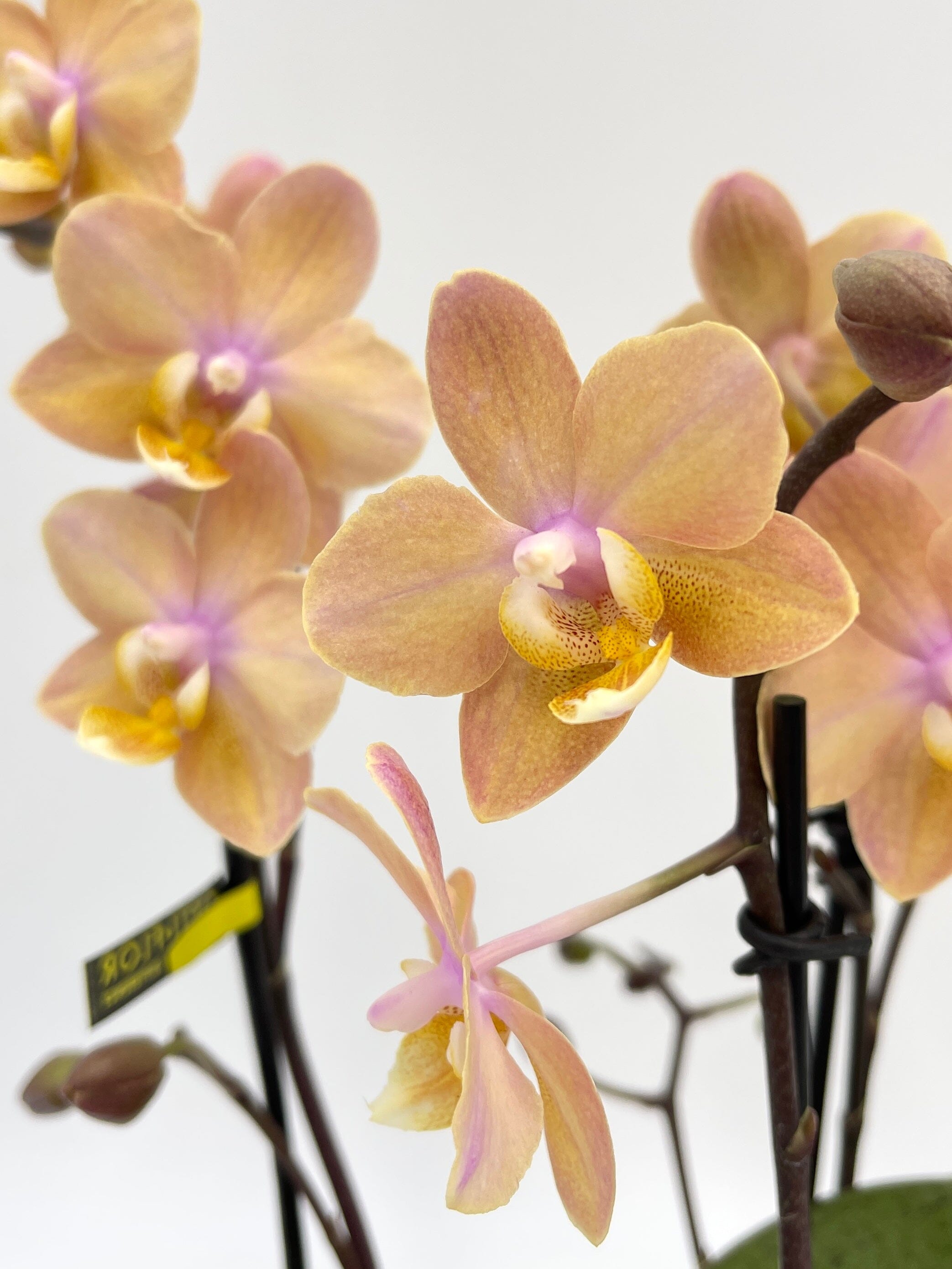 Aromio Scented Phalaenopsis Orchid, Perfíum Scention