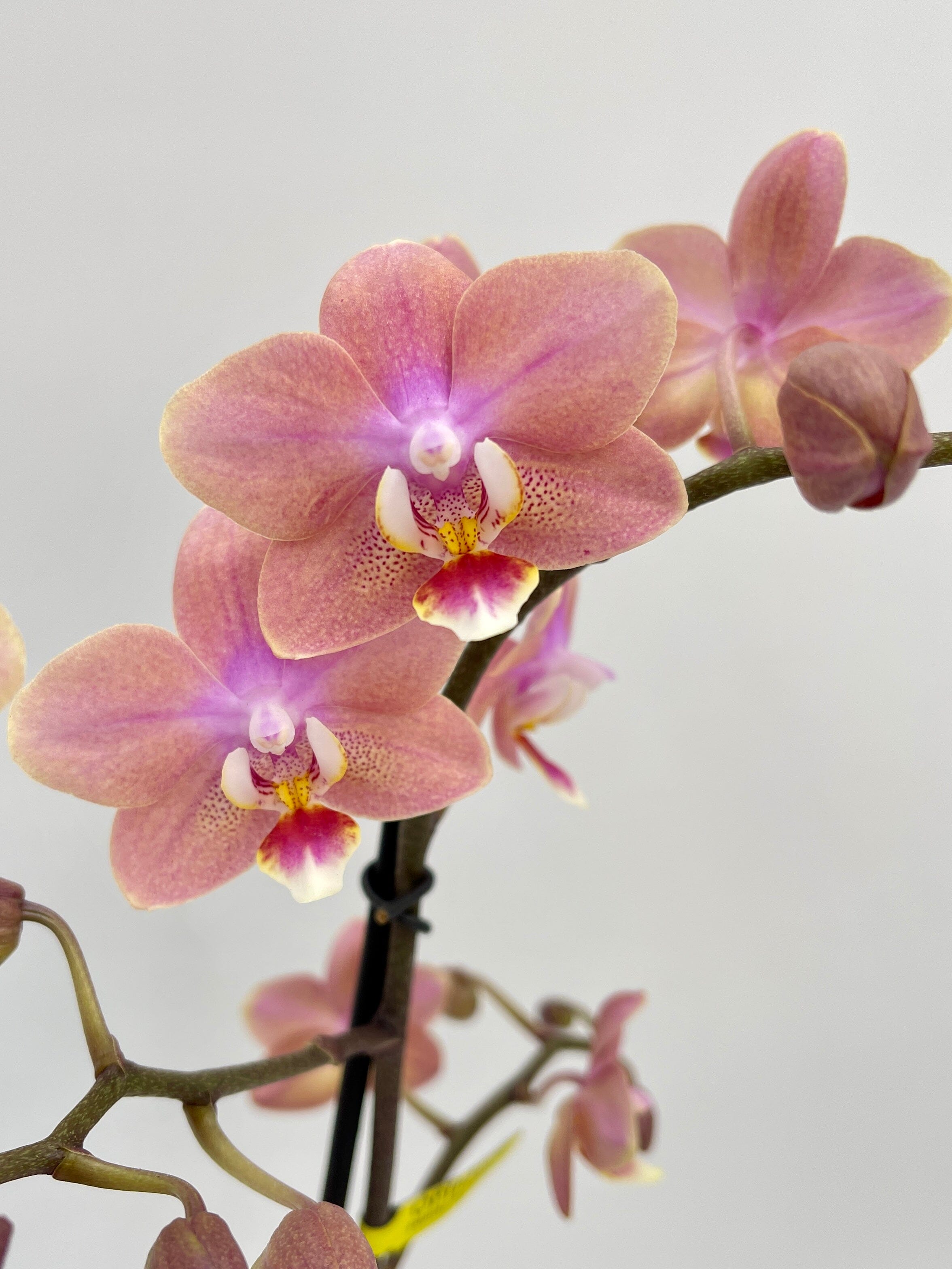 Aromio Scented Phalaenopsis Orchid, Perfíum Scention